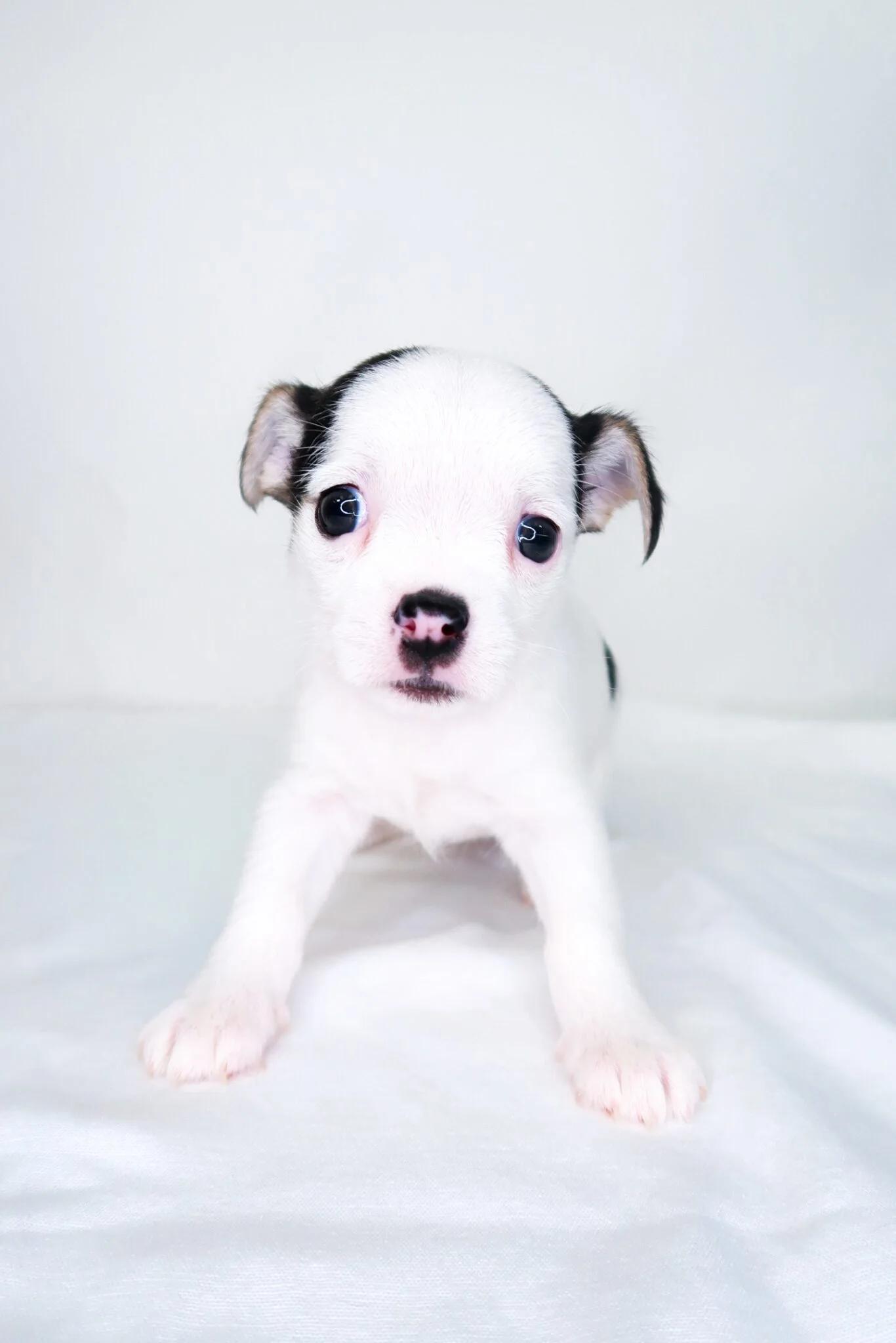 Enlarge Chic-Fil-A, an adopted mixed breed in Bixby, OK image 3/5