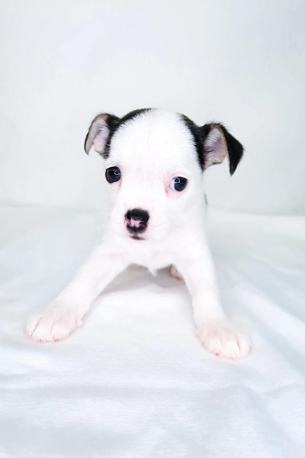 Chic-Fil-A, adopted, Puppy Female Terrier.