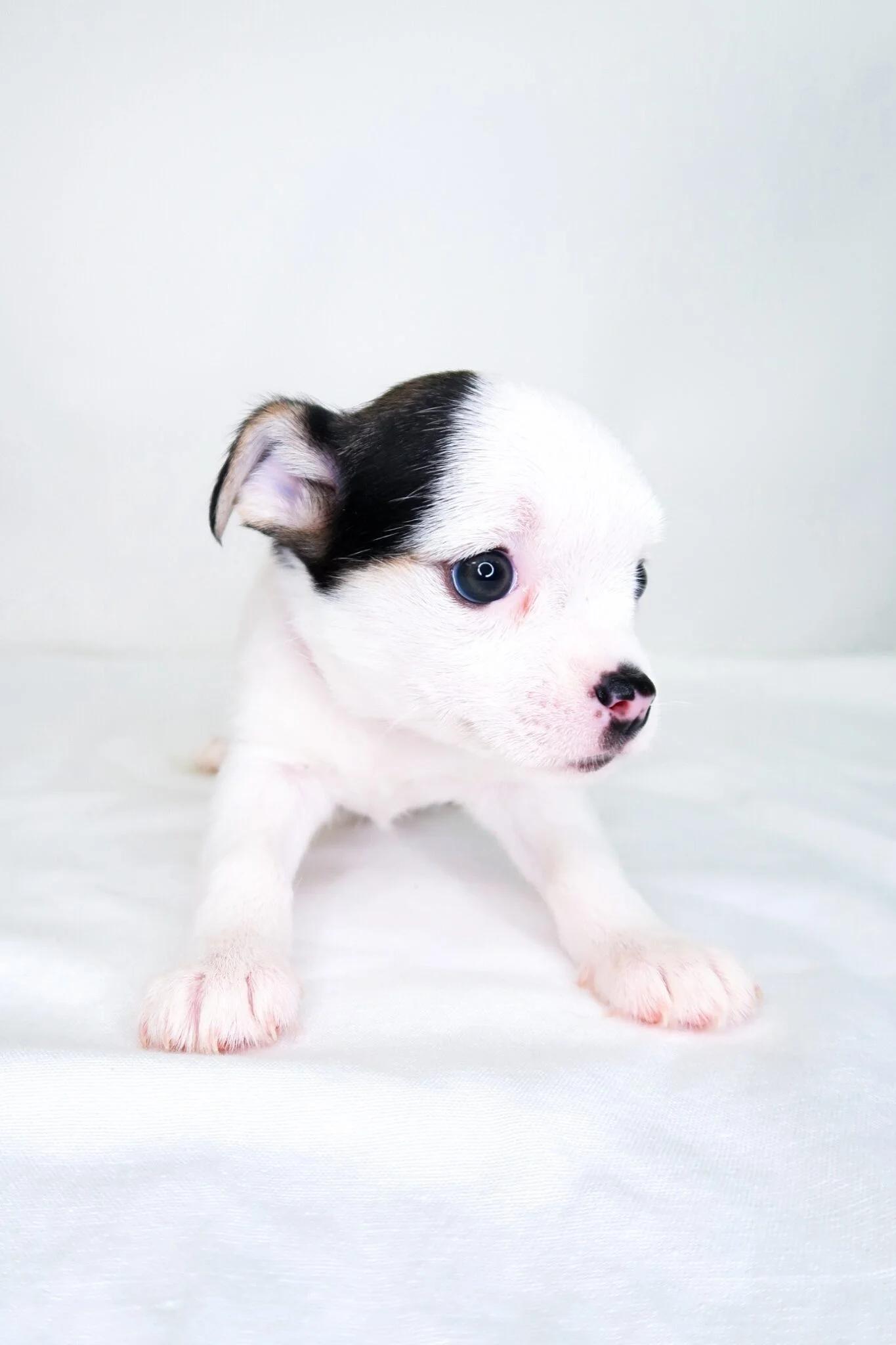 Enlarge Chic-Fil-A, an adopted mixed breed in Bixby, OK image 2/5