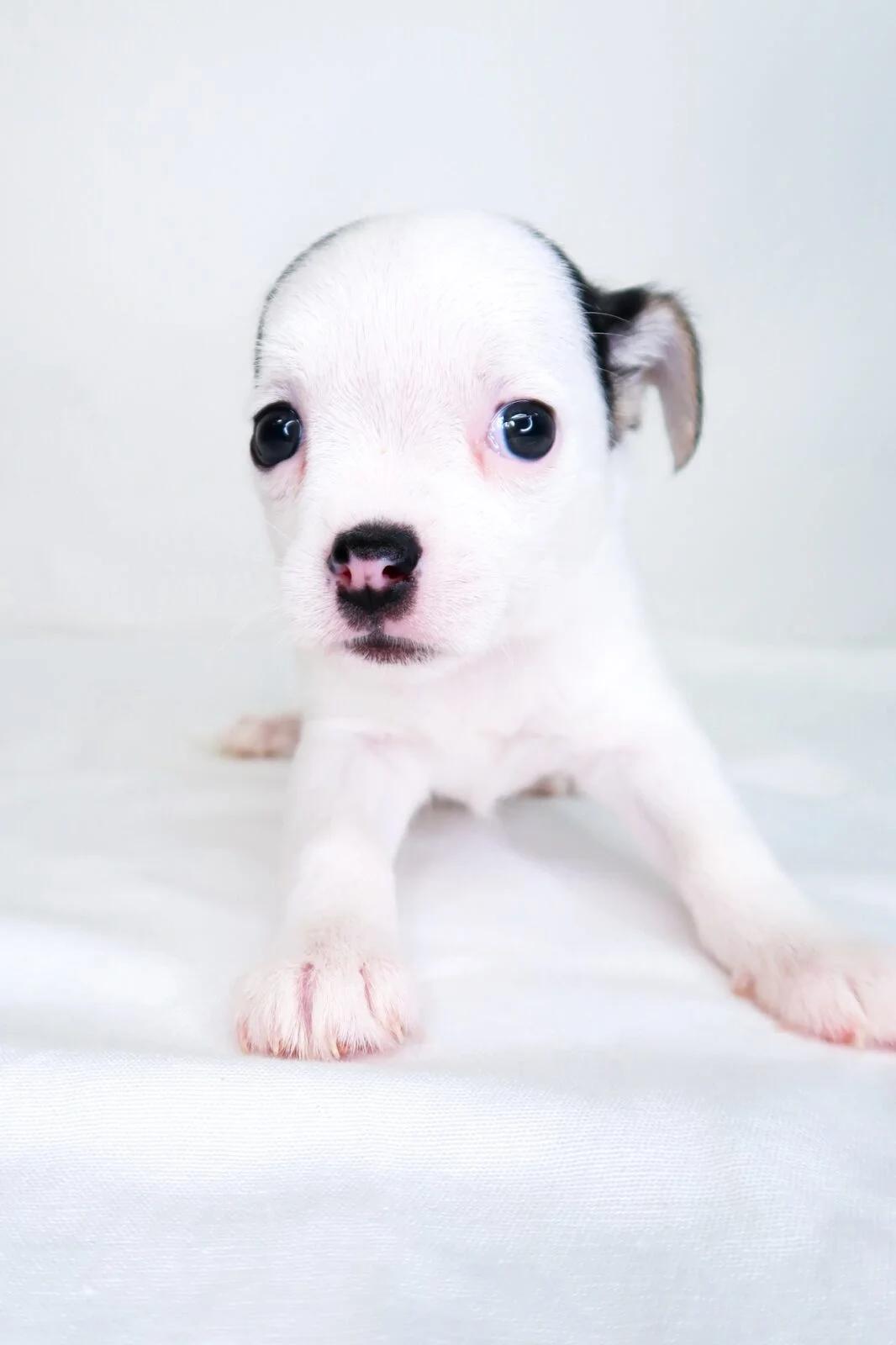 Enlarge Chic-Fil-A, an adopted mixed breed in Bixby, OK image 5/5