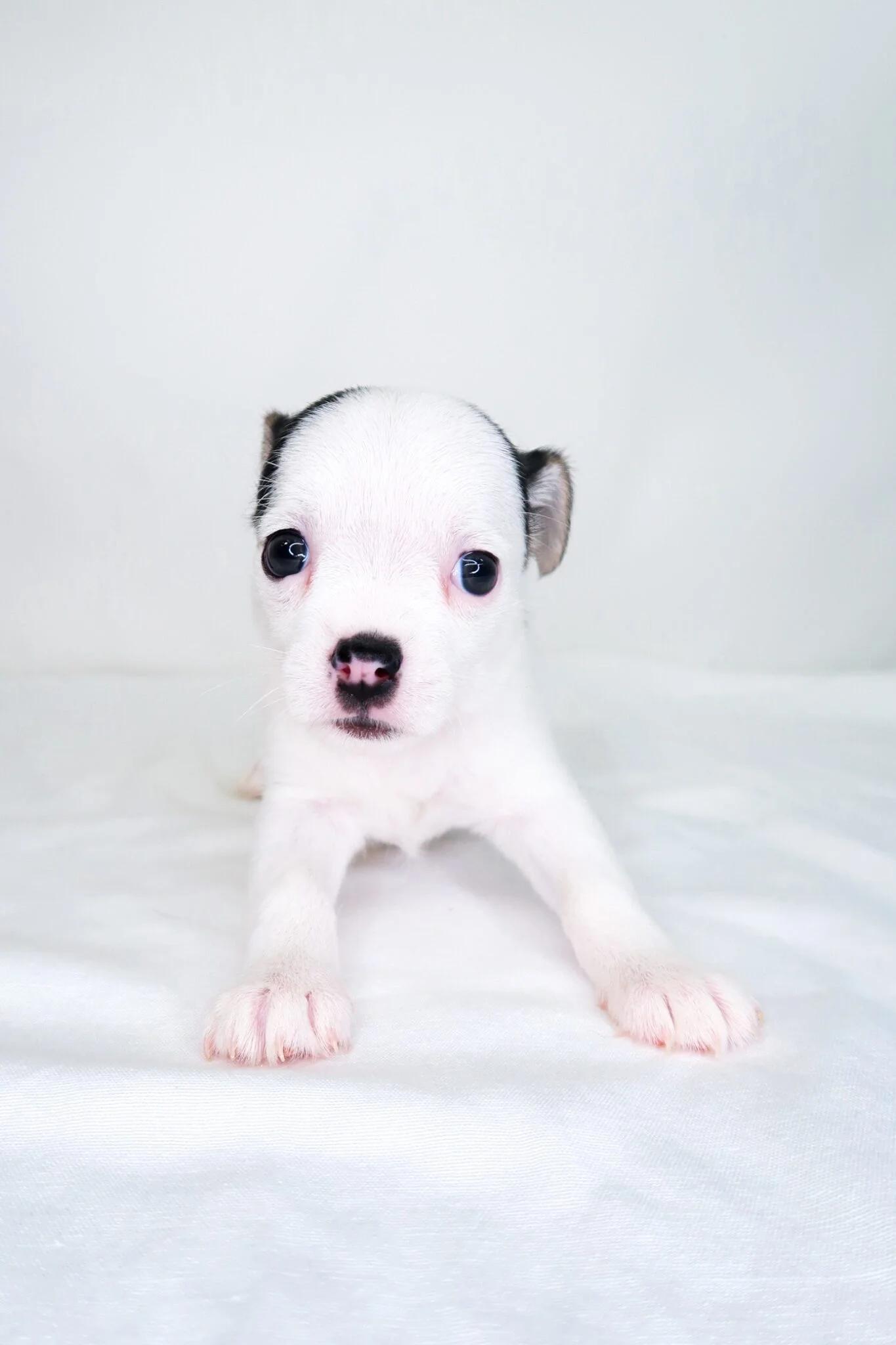 Enlarge Chic-Fil-A, an adopted mixed breed in Bixby, OK image 4/5