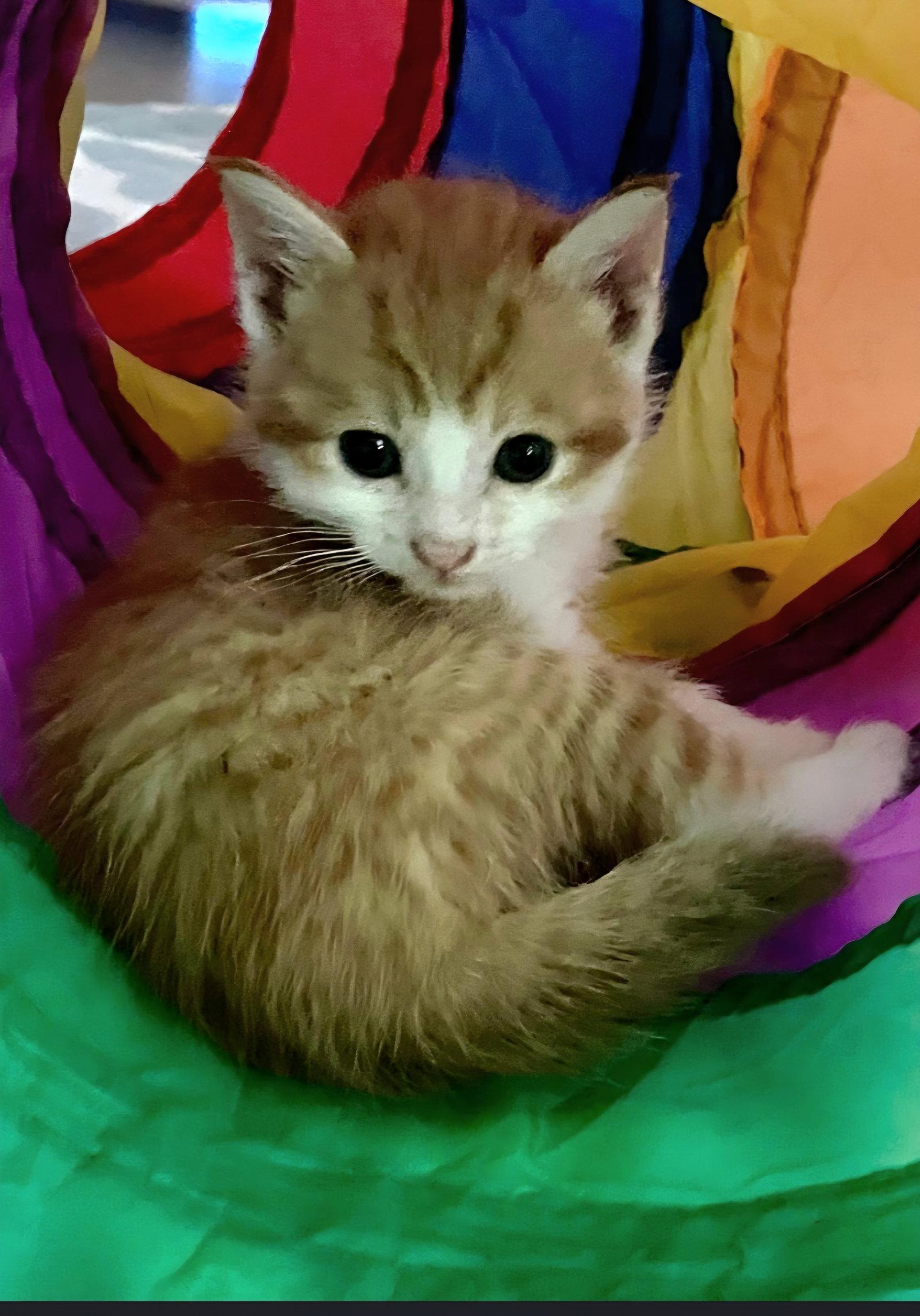 Enlarge Buzz, a Adoptable mixed breed in Campbell, CA image 1/3