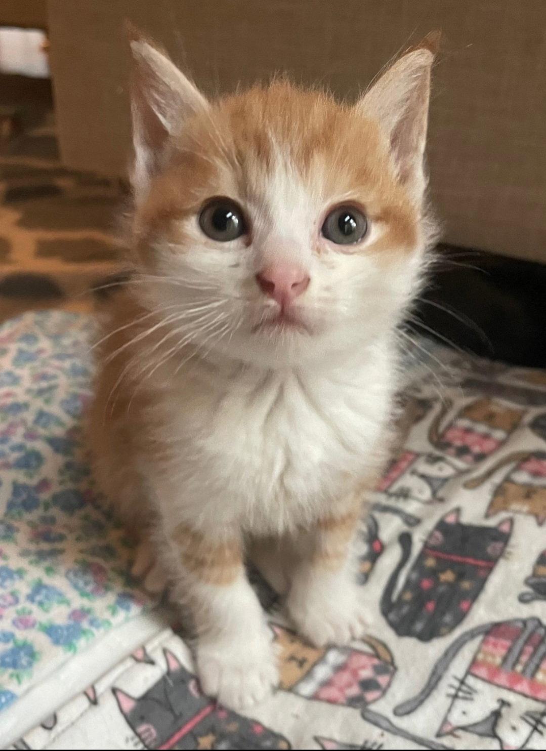Enlarge Buzz, a Adoptable mixed breed in Campbell, CA image 2/3