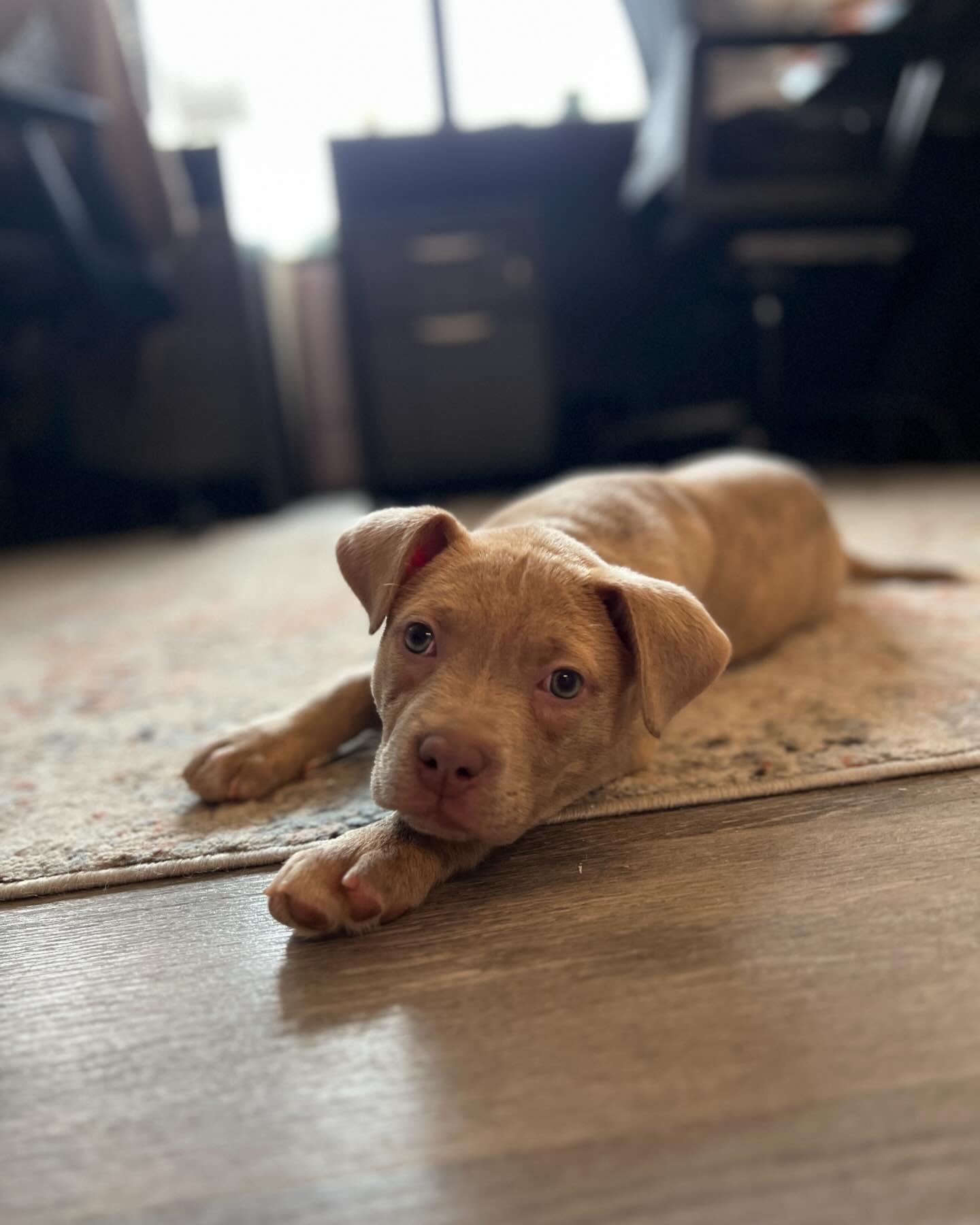 Enlarge Nova, a Adopted mixed breed in Memphis, TN image 2/3