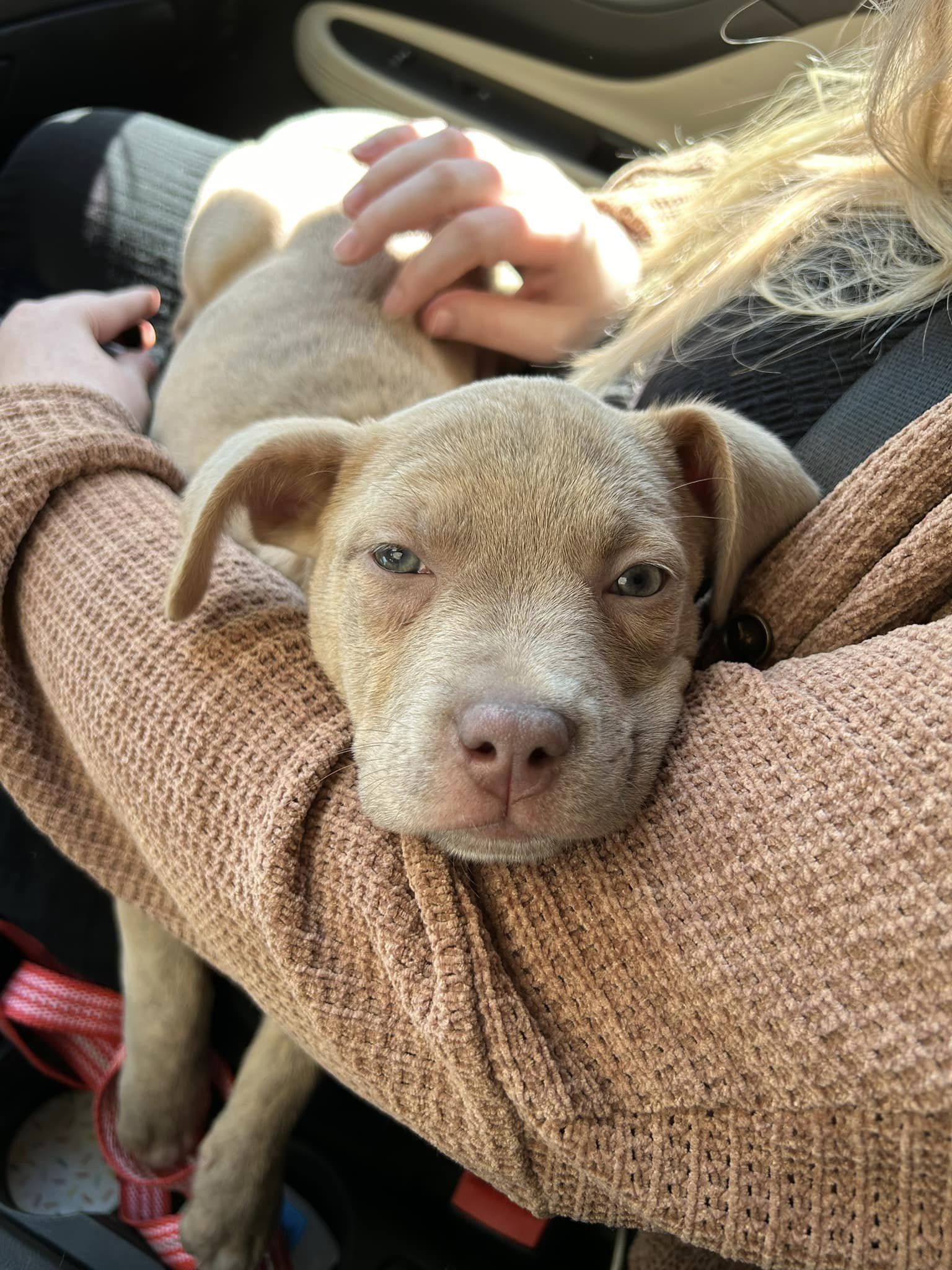 Enlarge Nova, a Adopted mixed breed in Memphis, TN image 3/3