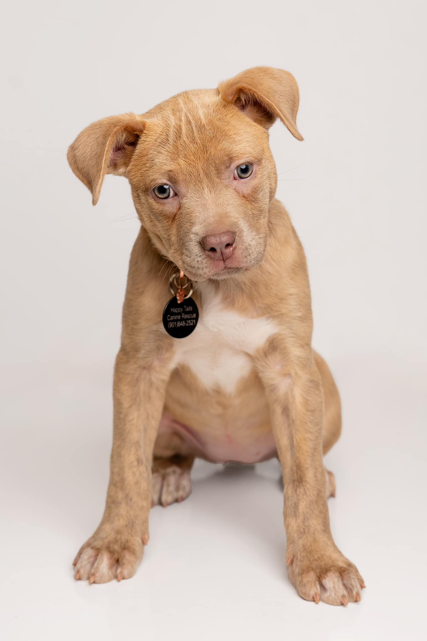 Enlarge Nova, a Adopted mixed breed in Memphis, TN image 1/3
