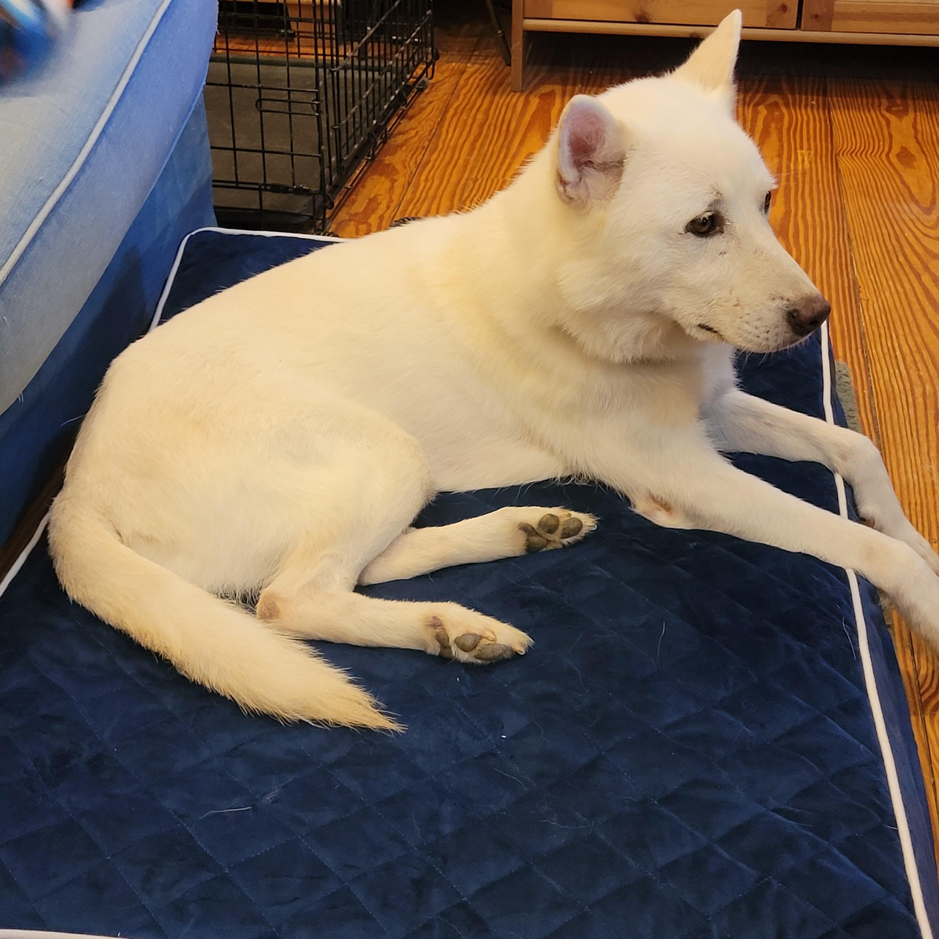 Enlarge Prince, an adoptable mixed breed in Centreville, VA image 3/6