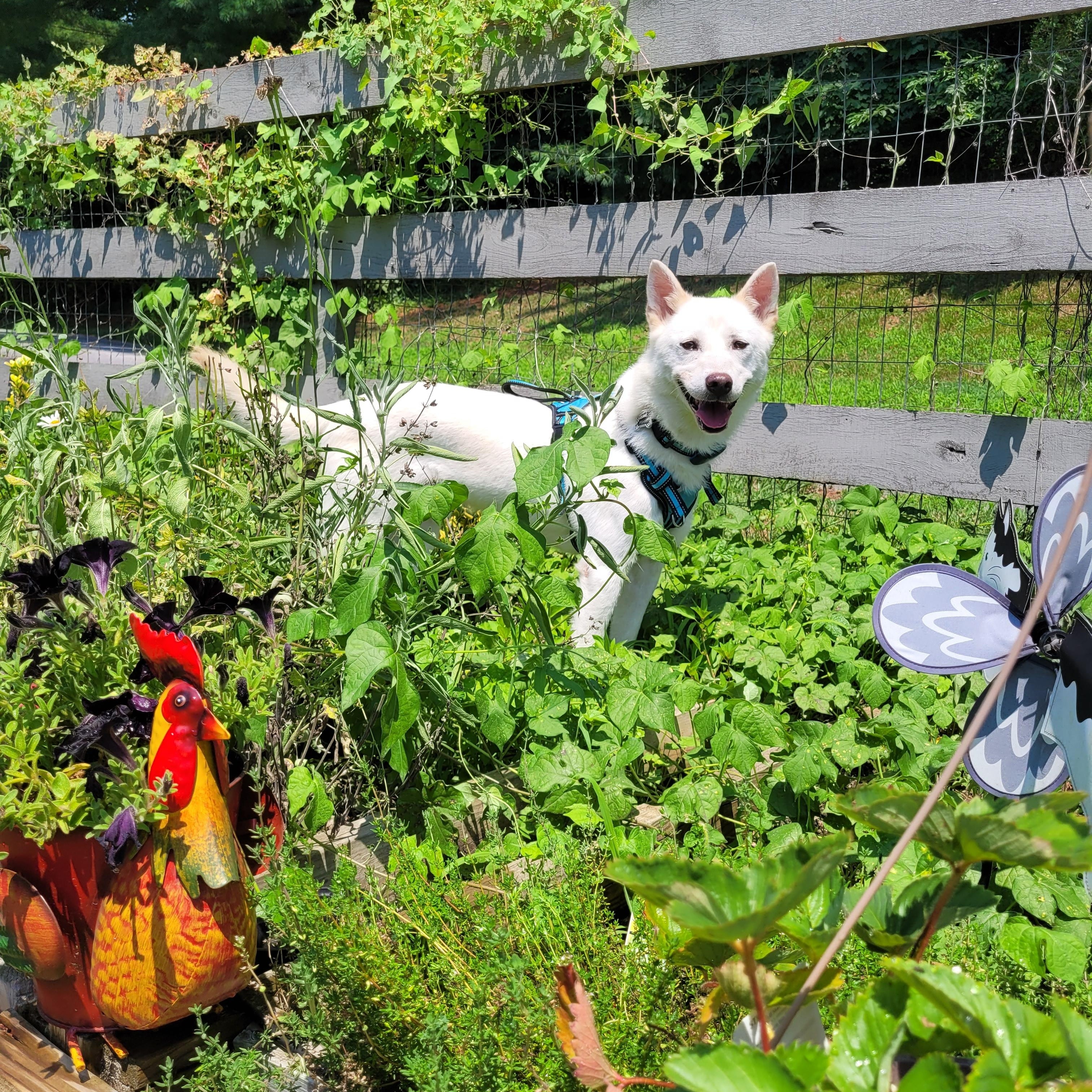 Prince, an adoptable mixed breed in Centreville, VA image 5/6