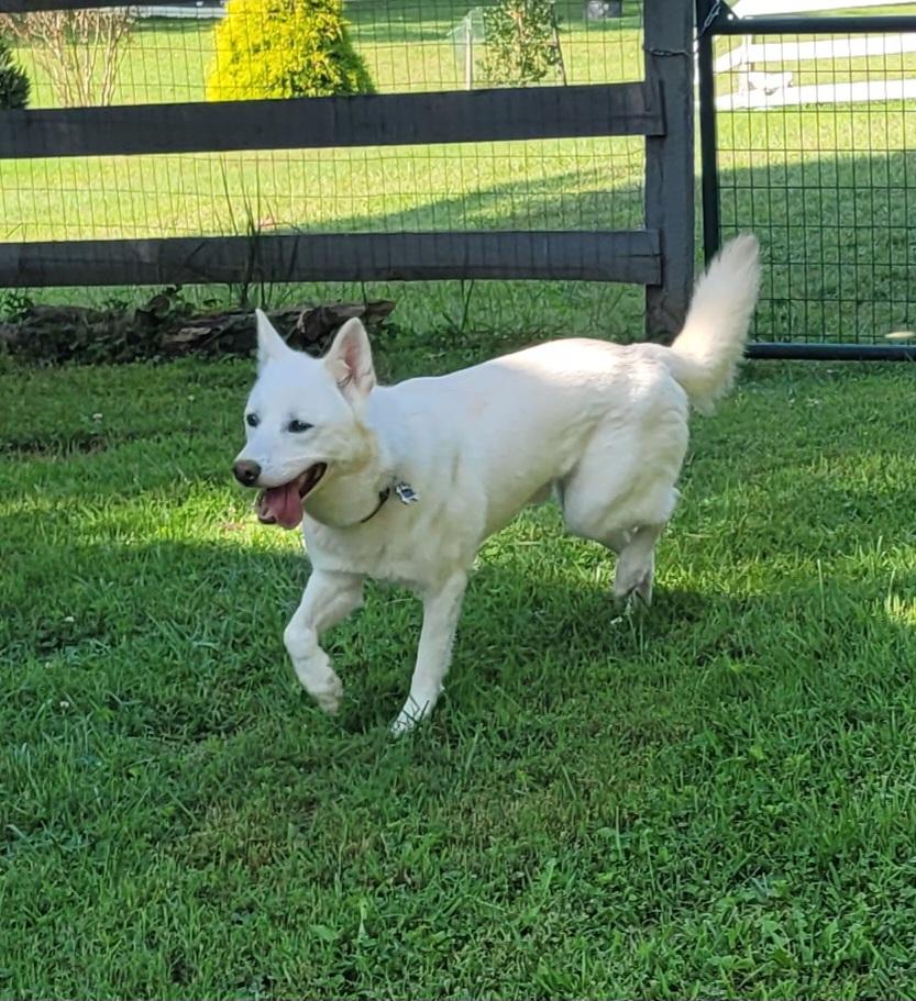 Prince, adoptable, Adult Male Jindo.