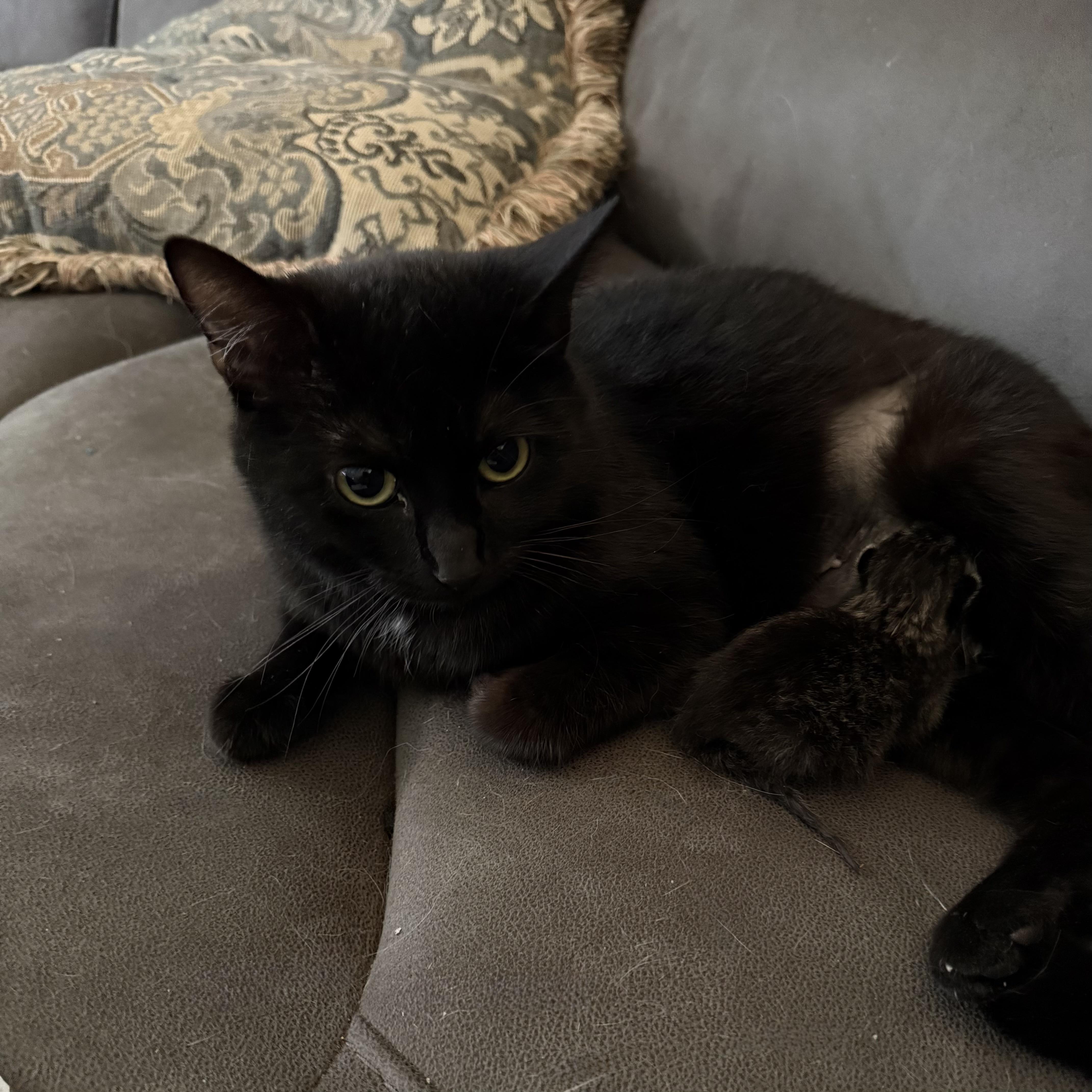 Laura, adopted, Young Female Domestic Short Hair.
