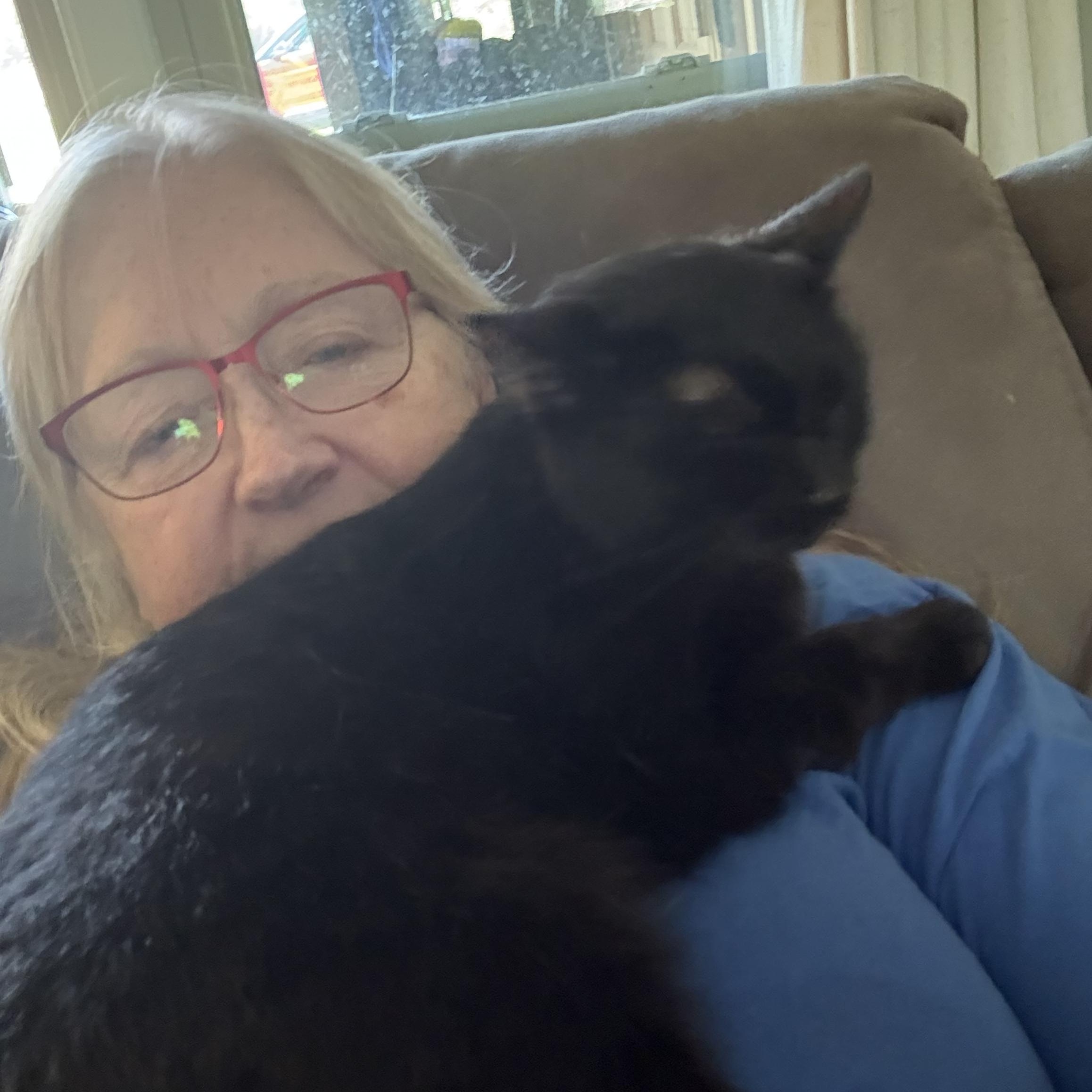 Enlarge Laura, an adopted Domestic Short Hair in Indianapolis, IN image 4/4