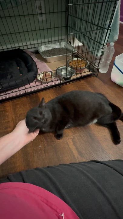 Enlarge Laura, an adopted Domestic Short Hair in Indianapolis, IN video 3/4