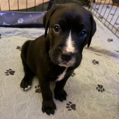 Charlie, Adoptable, Puppy Male Boxer & Mixed Breed.