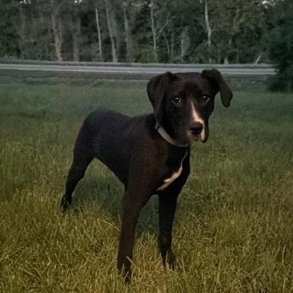 Charlie, a Adoptable mixed breed in Edwards, IL image 4/6