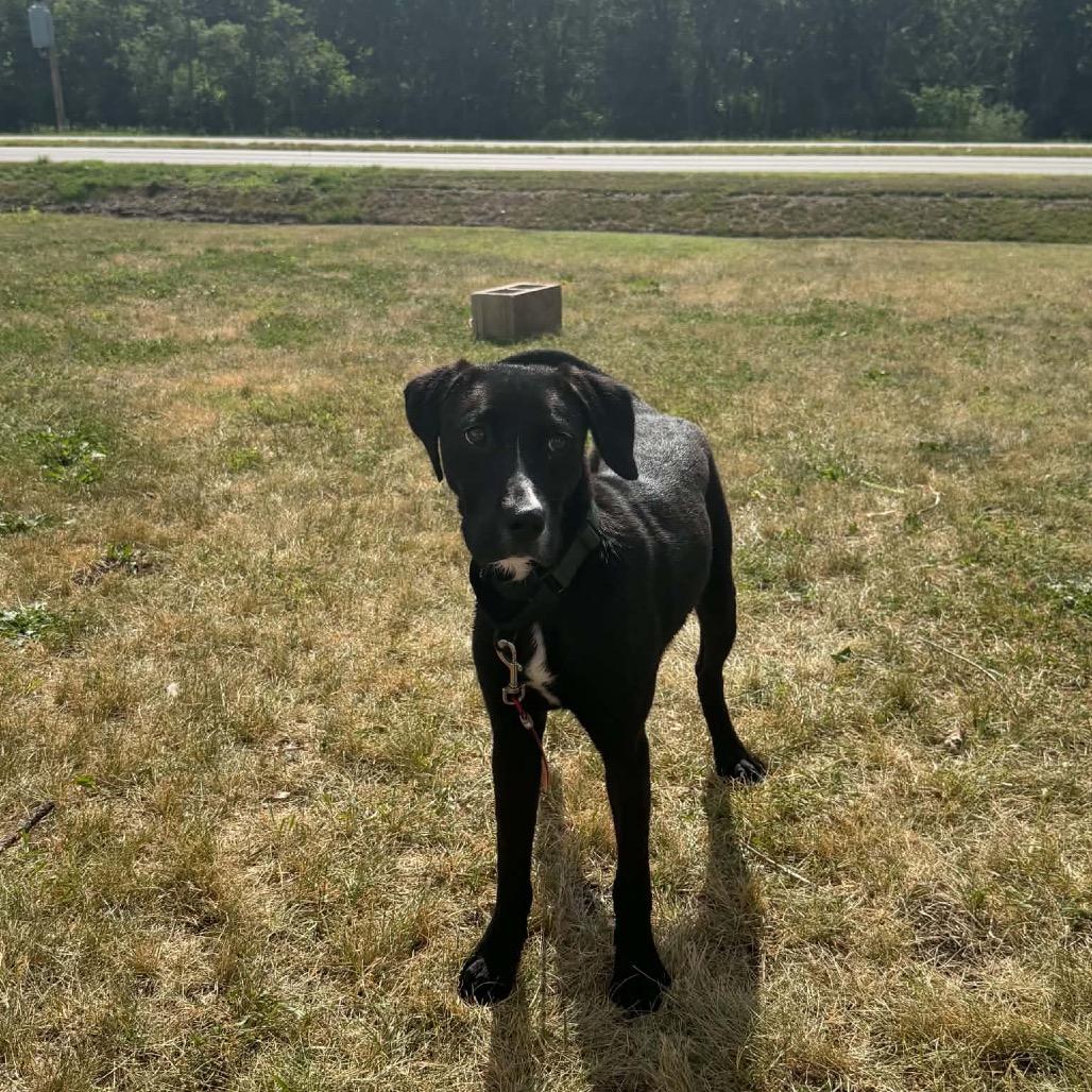 Charlie, a Adoptable mixed breed in Edwards, IL image 5/6
