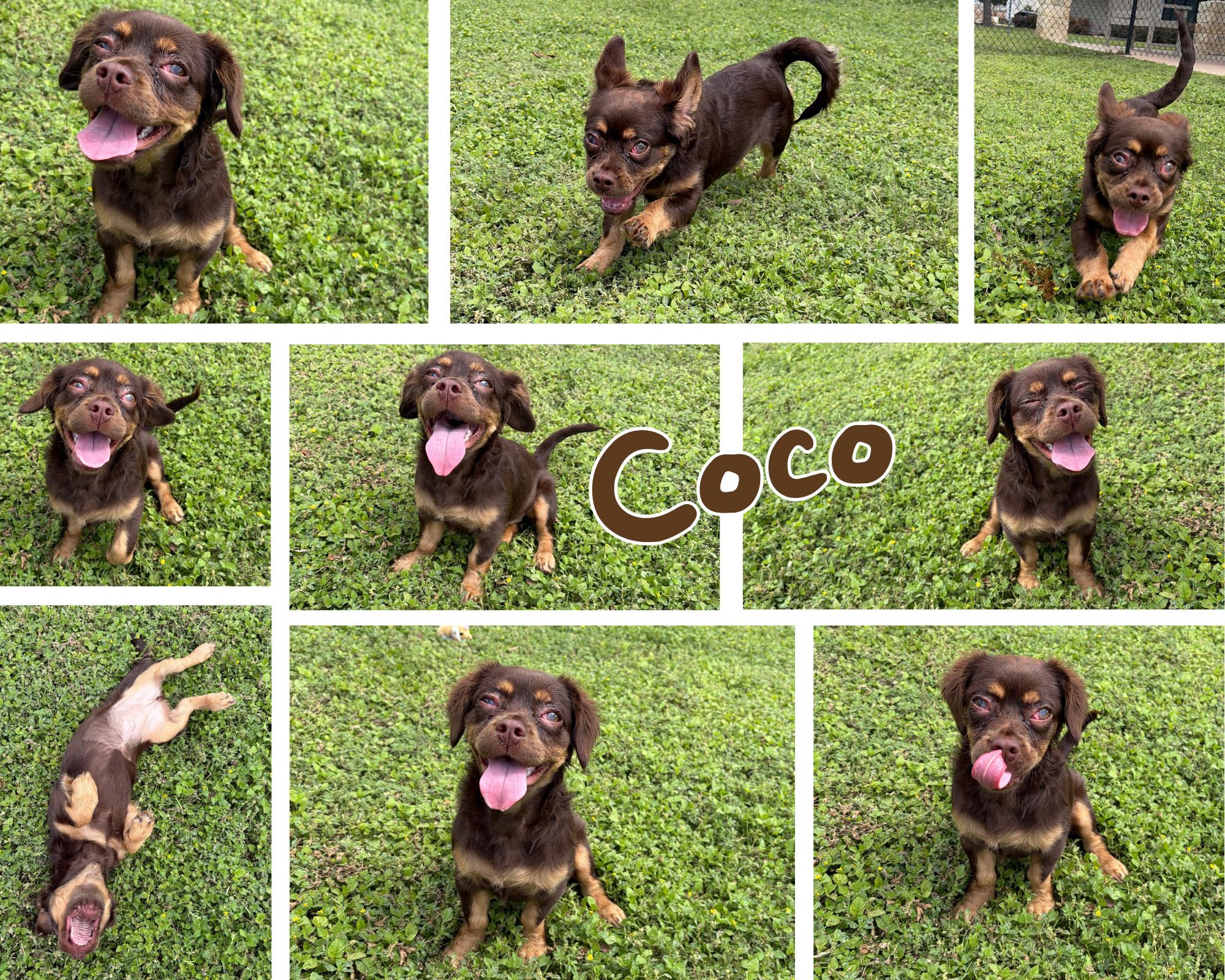 Coco, adopted, Young Female Spaniel.