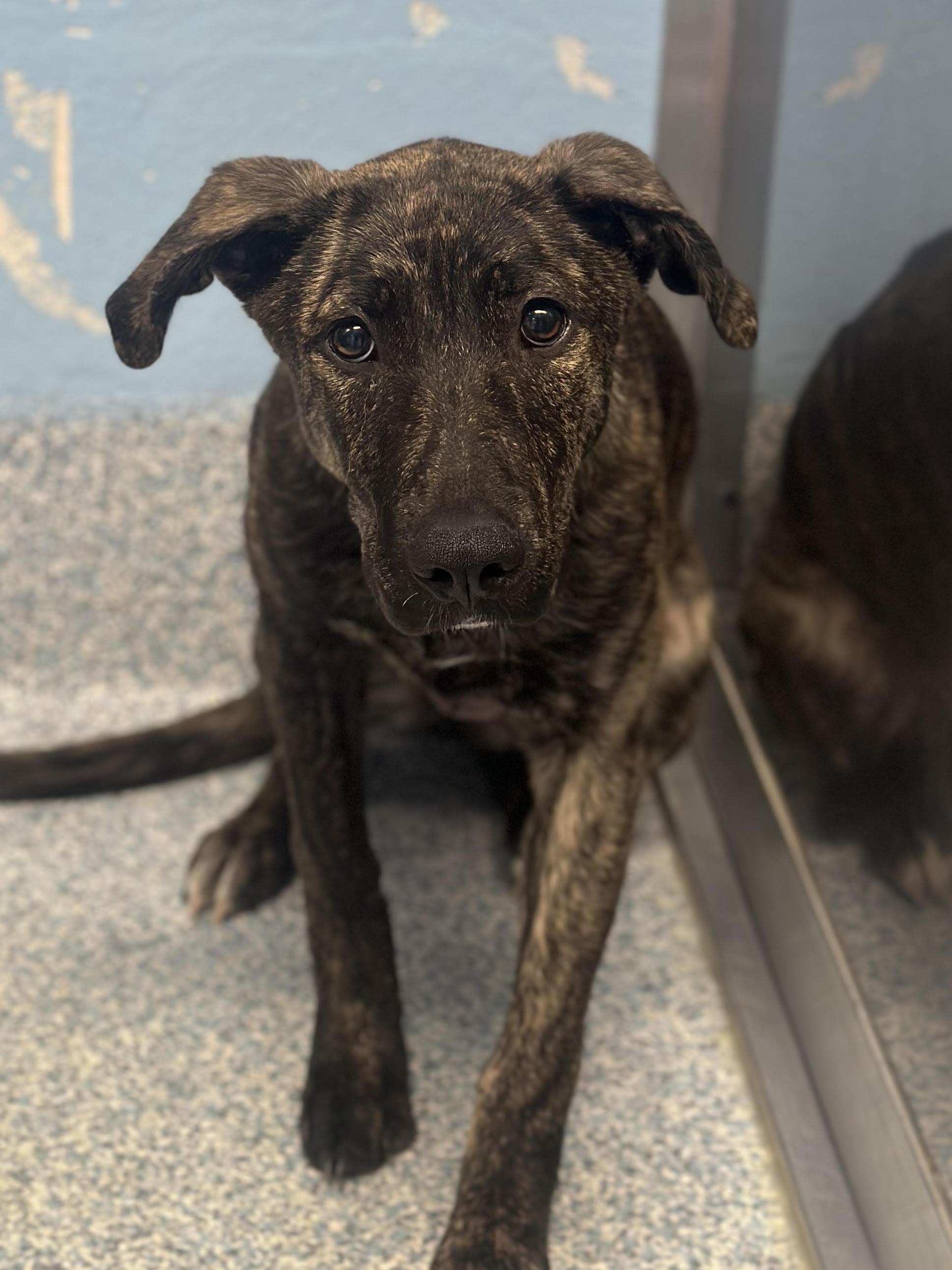 Enlarge Gloria, a ADOPTABLE mixed breed in Stafford, VA image 3/3