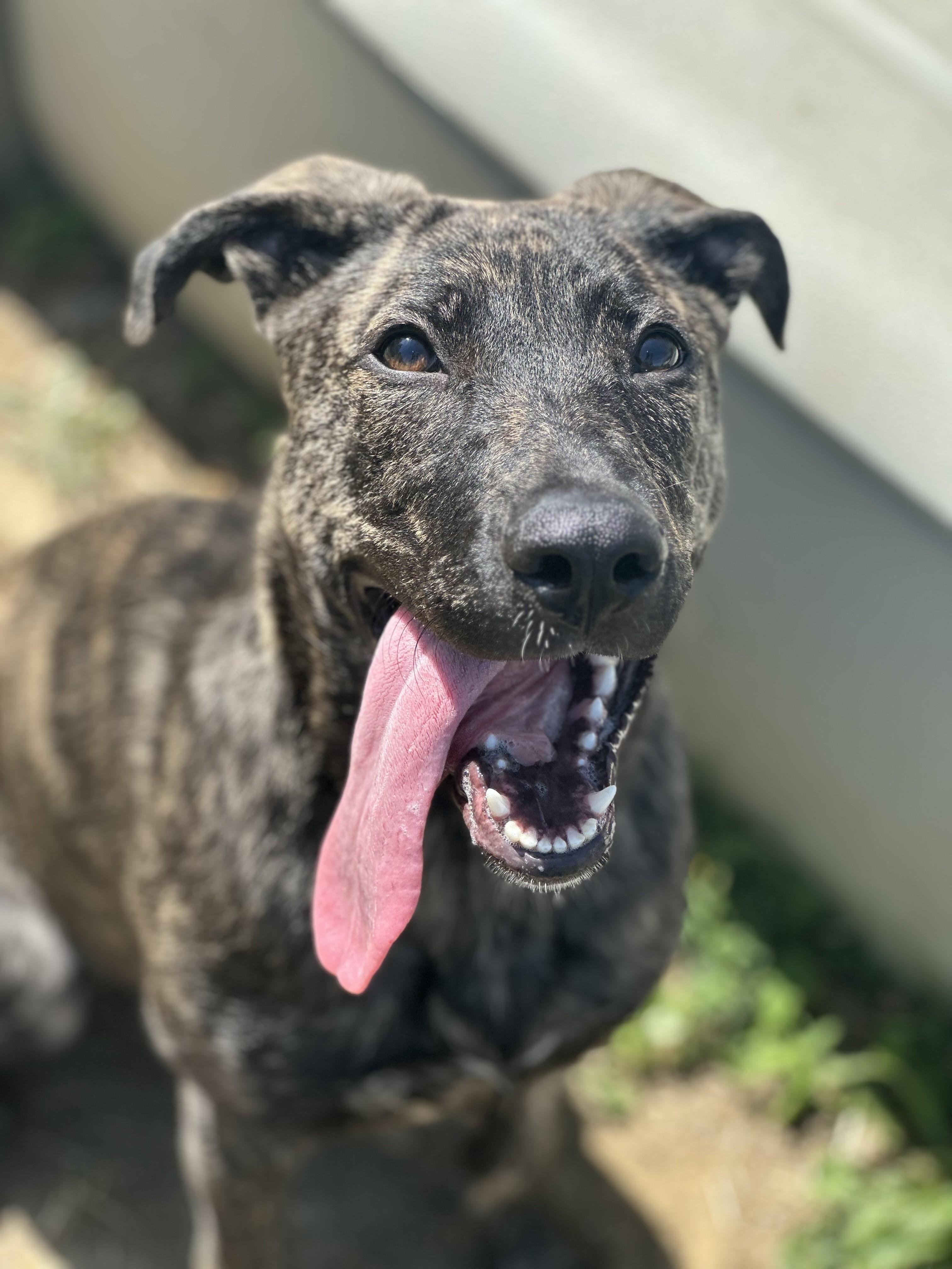 Enlarge Gloria, a ADOPTABLE mixed breed in Stafford, VA image 2/3