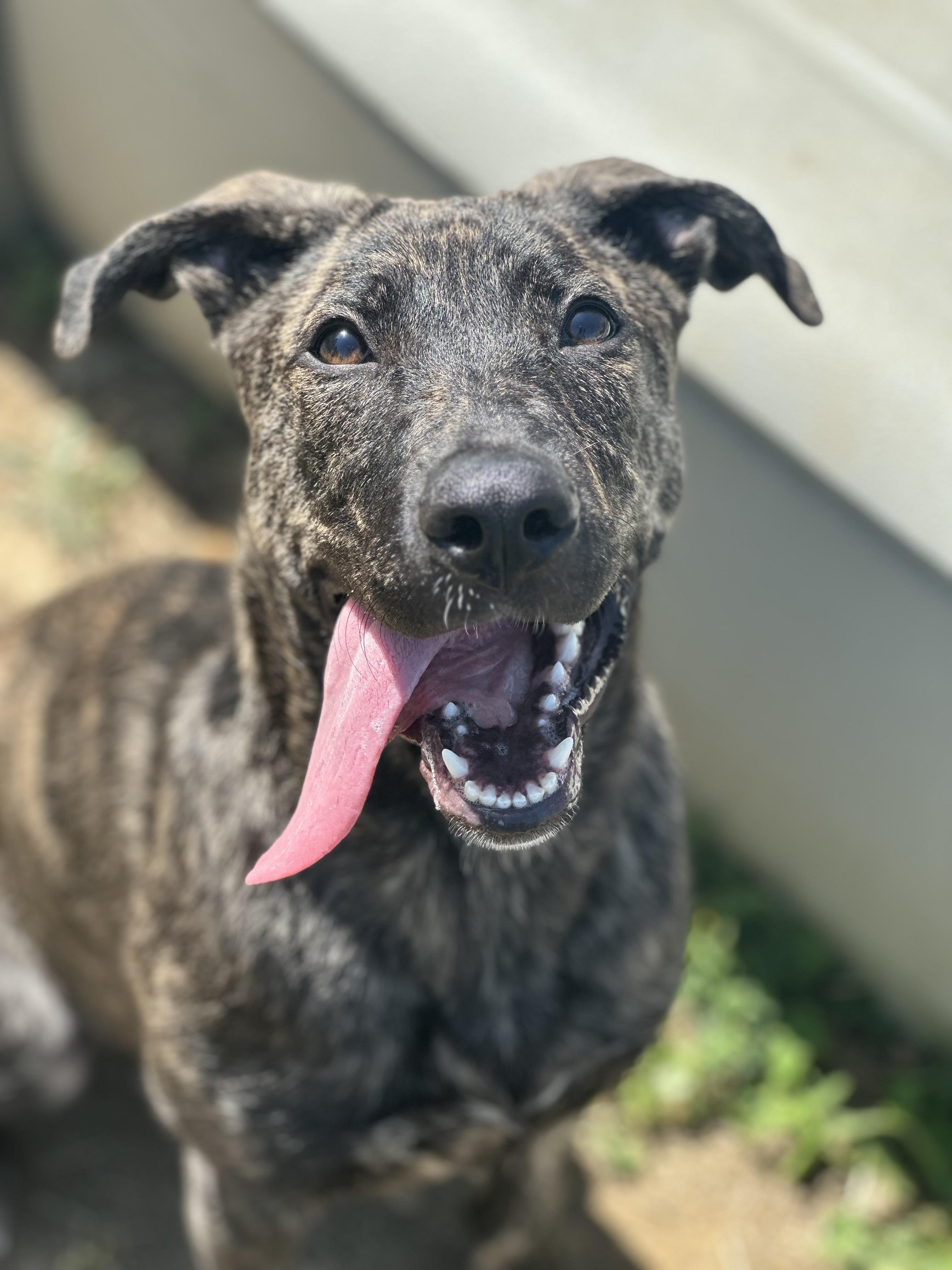 Enlarge Gloria, a ADOPTABLE mixed breed in Stafford, VA image 1/3