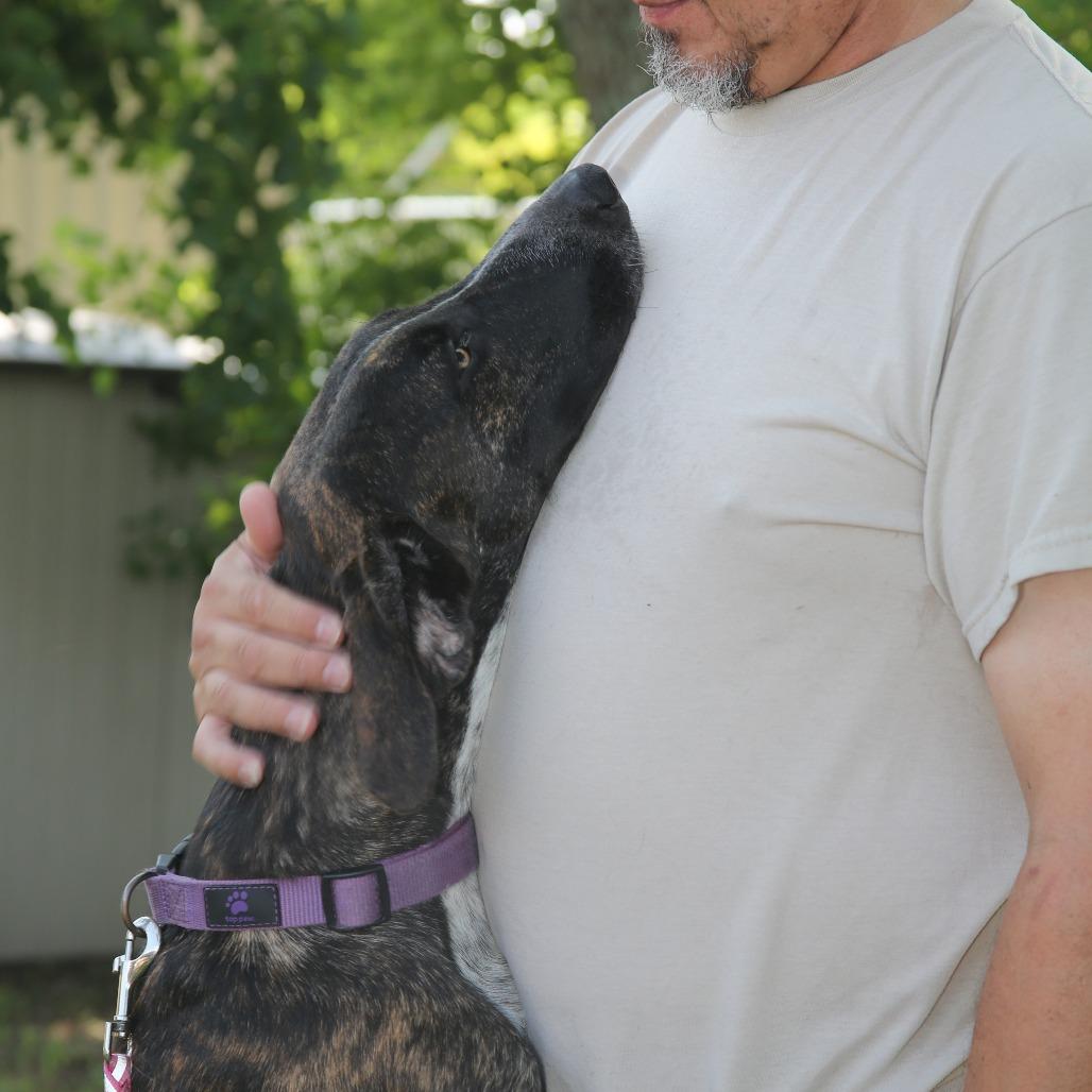 Enlarge Bessie S1, a Adoptable Hound in Natchitoches, LA image 1/6