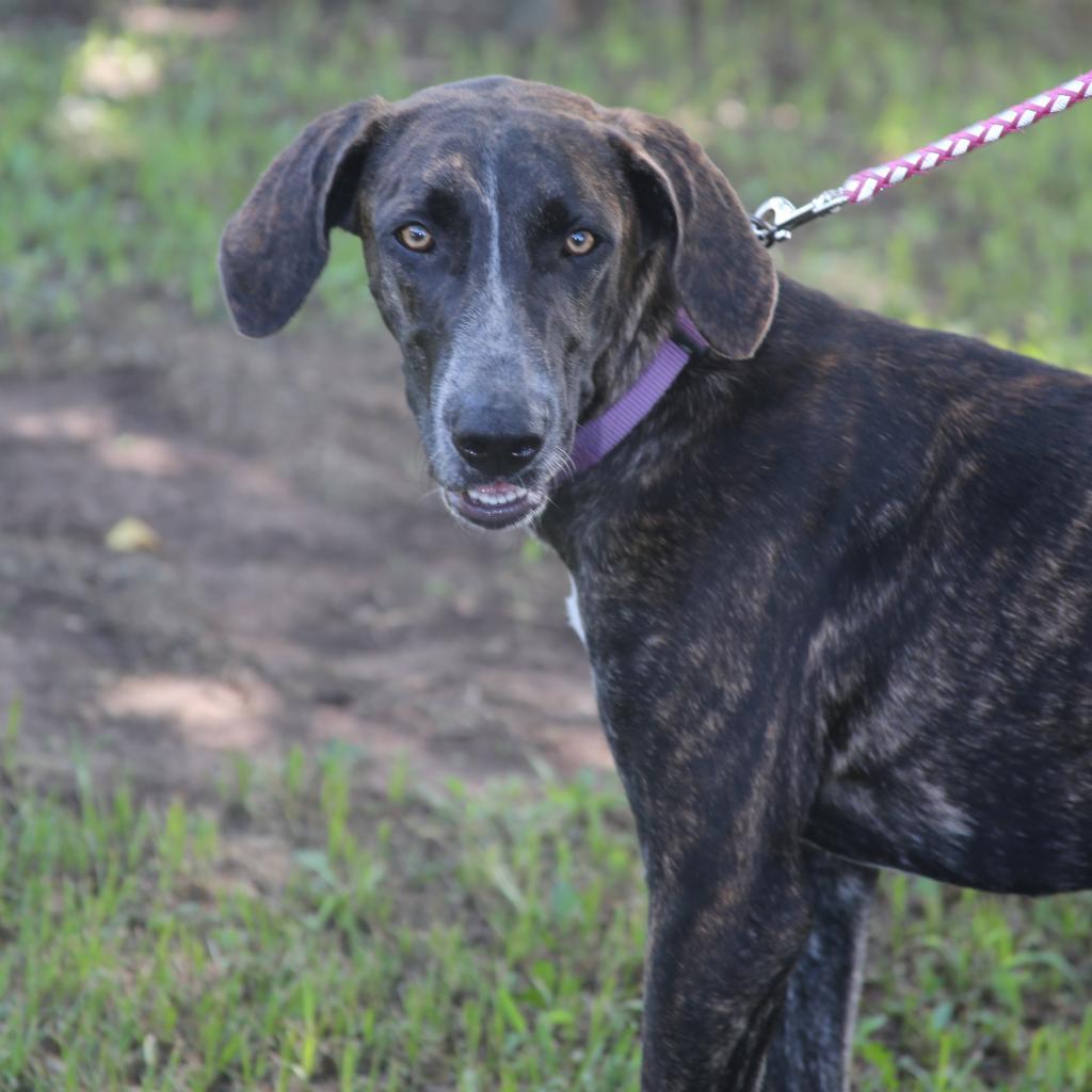 Enlarge Bessie S1, a Adoptable Hound in Natchitoches, LA image 2/6
