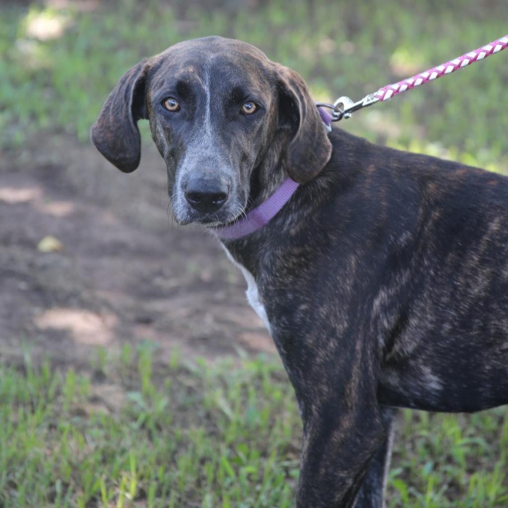 Enlarge Bessie S1, a Adoptable Hound in Natchitoches, LA image 3/6