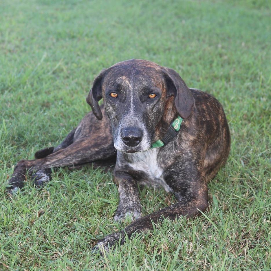 Enlarge Bessie S1, a Adoptable Hound in Natchitoches, LA image 5/6