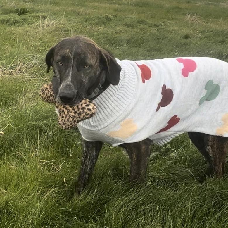 Enlarge Bessie S1, a Adoptable Hound in Natchitoches, LA image 6/6