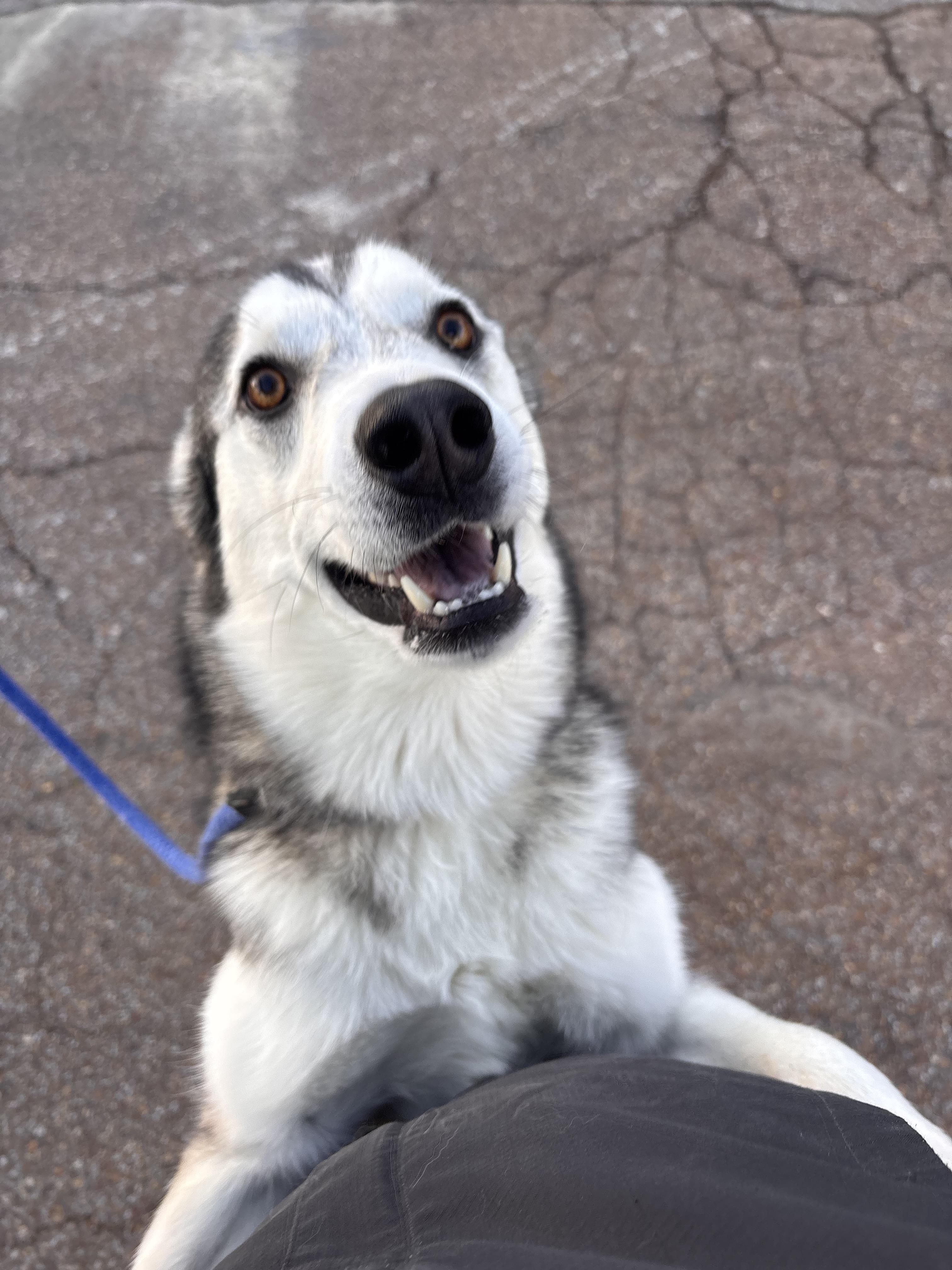 Enlarge Sable, an adopted mixed breed in Collierville, TN image 4/4
