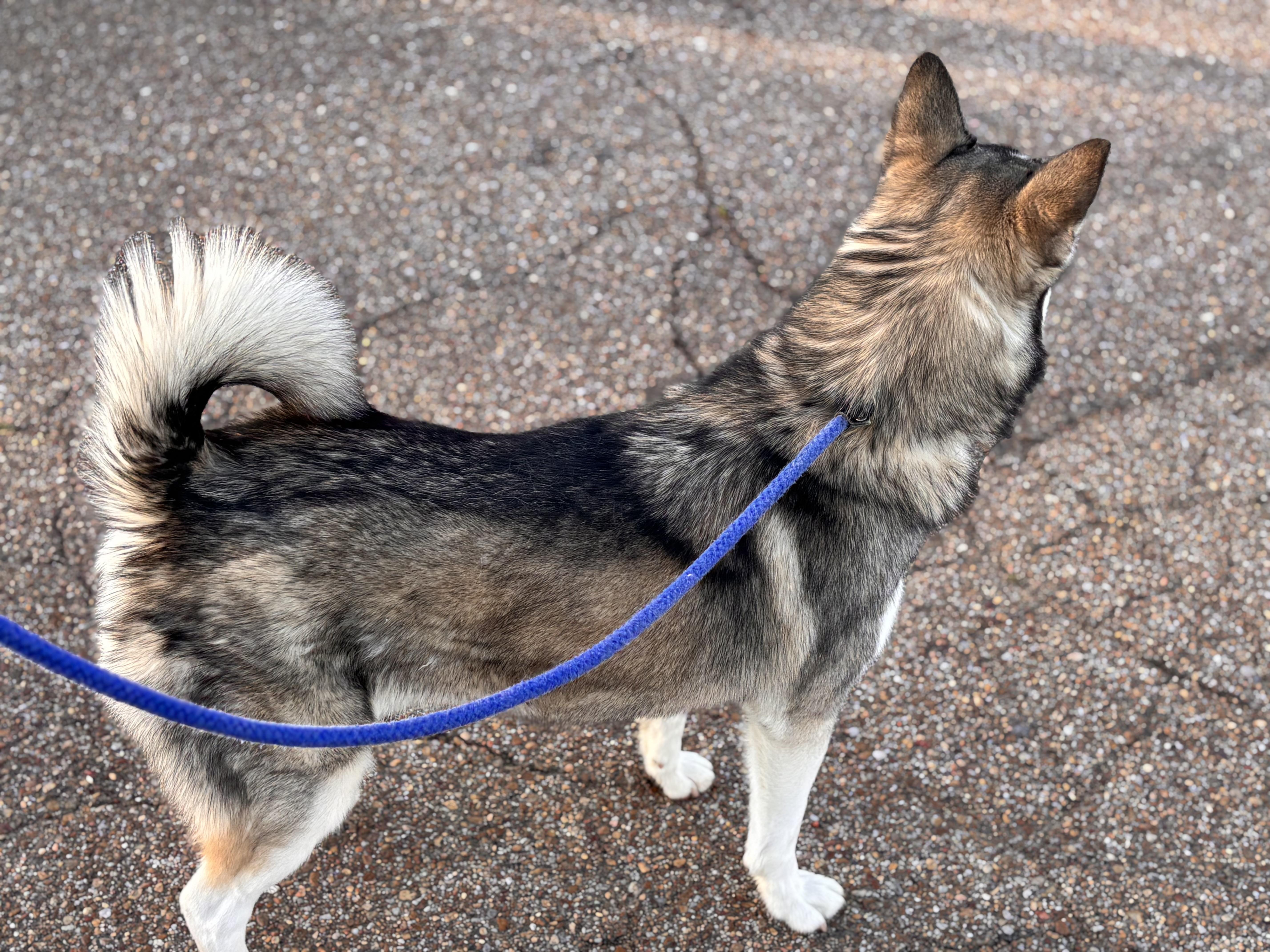 Enlarge Sable, an adopted mixed breed in Collierville, TN image 3/4