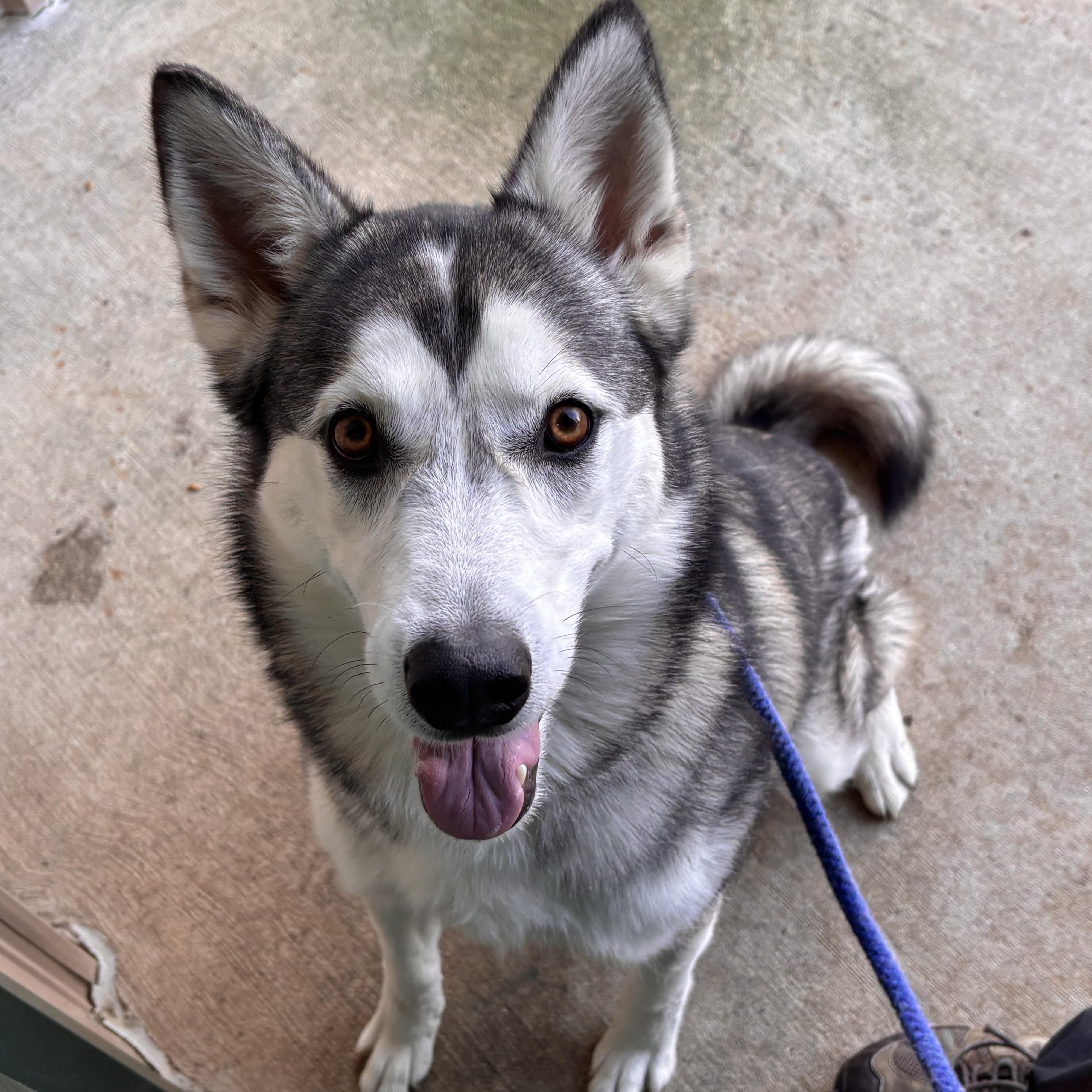 Sable, adopted, Young Female Husky & German Shepherd Dog.