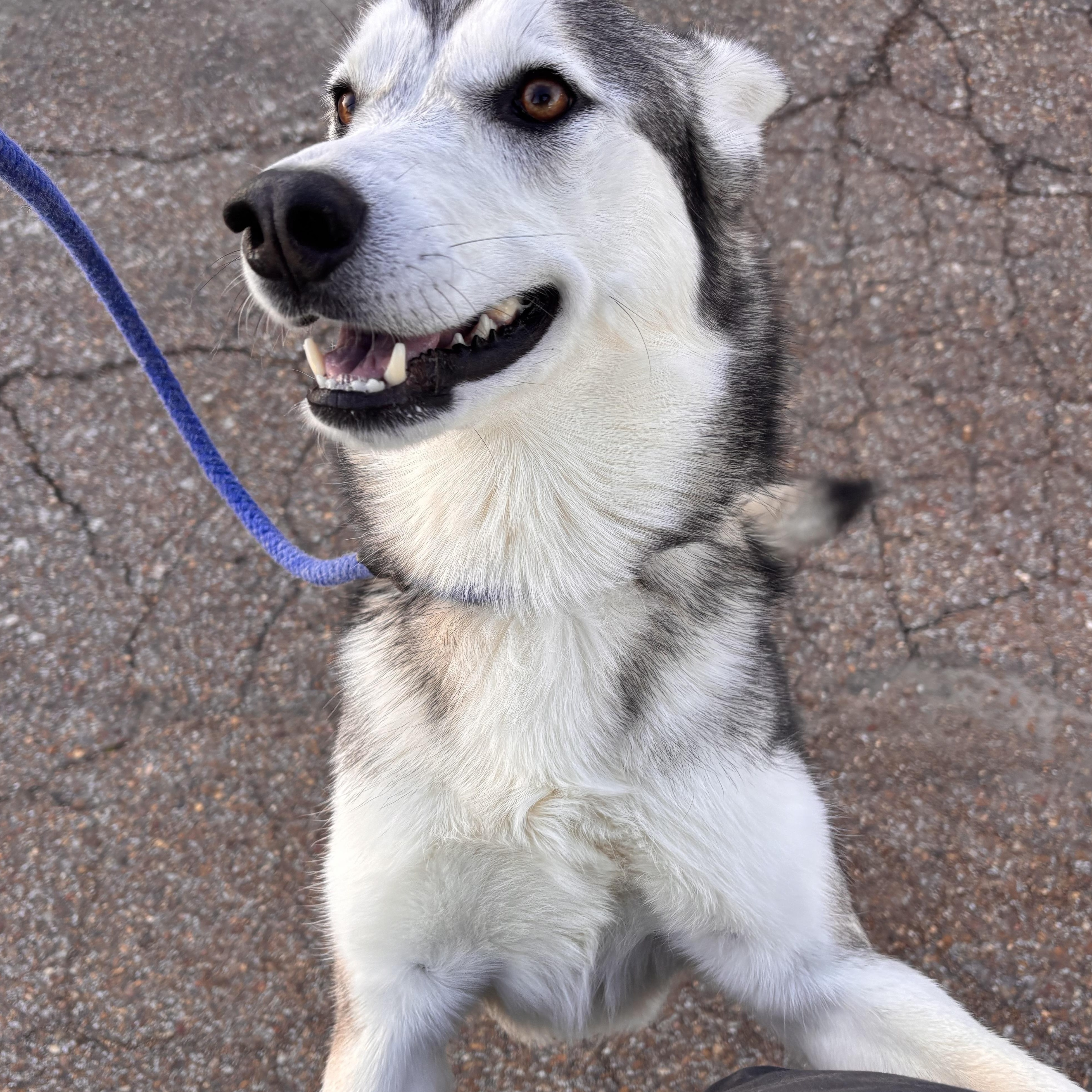 Enlarge Sable, an adopted mixed breed in Collierville, TN image 2/4