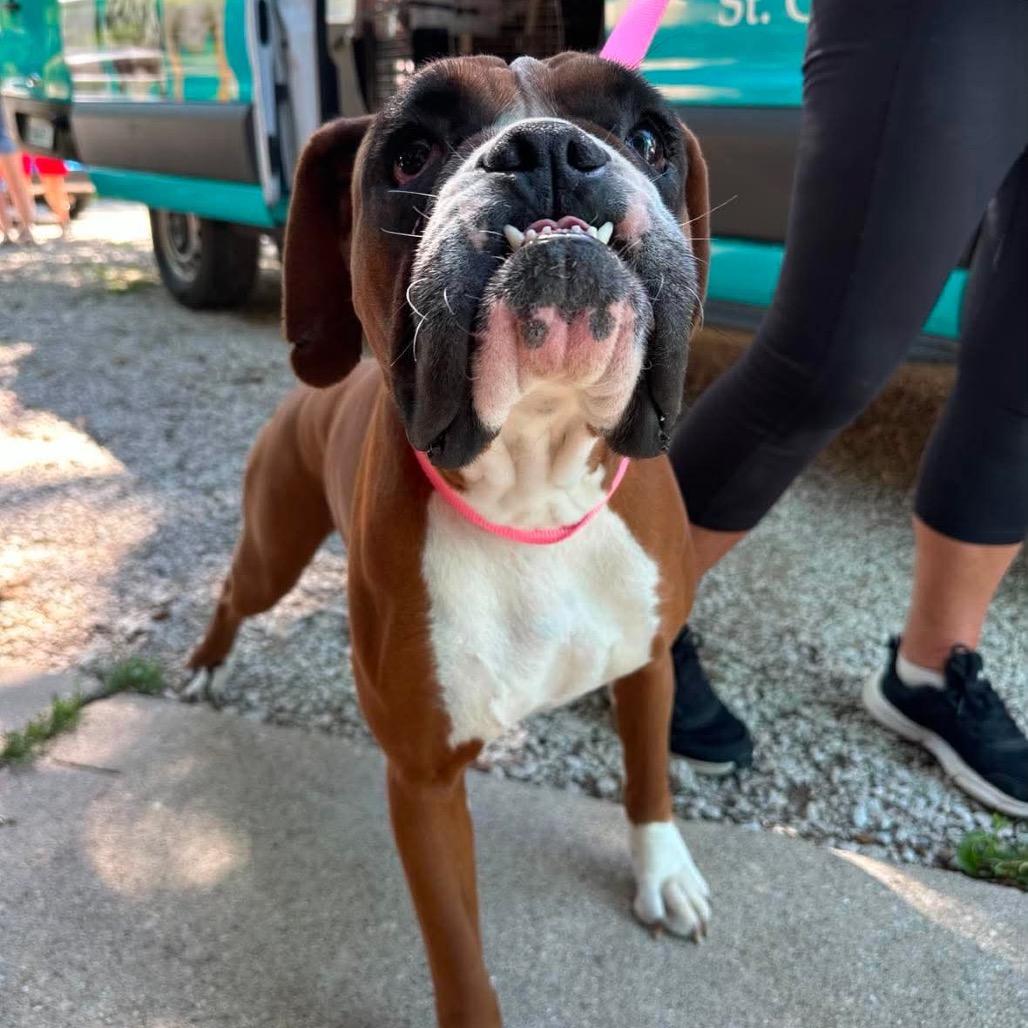 Betty Davis, Adoptable, Adult Female Boxer.