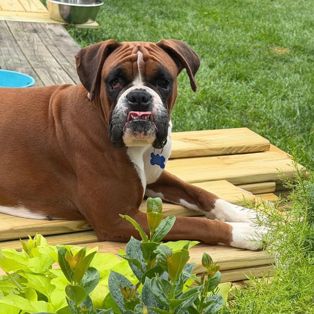 Betty Davis, a Adoptable Boxer in St. Charles, IL image 2/6
