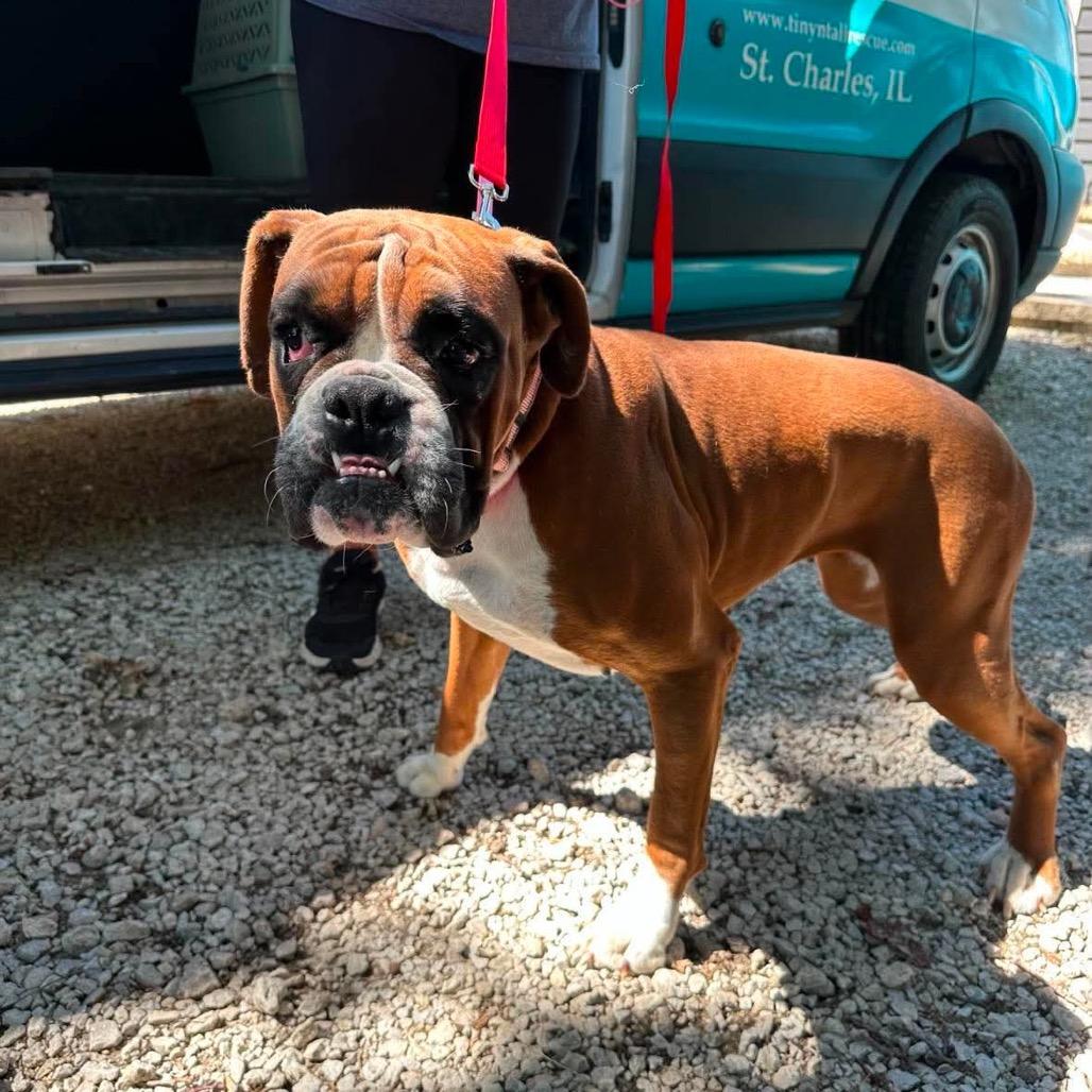 Betty Davis, a Adoptable Boxer in St. Charles, IL image 3/6