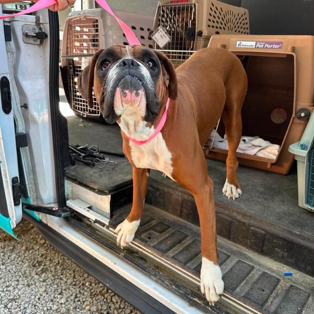 Betty Davis, a Adoptable Boxer in St. Charles, IL image 4/6