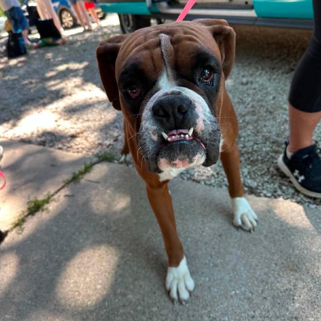 Betty Davis, a Adoptable Boxer in St. Charles, IL image 5/6