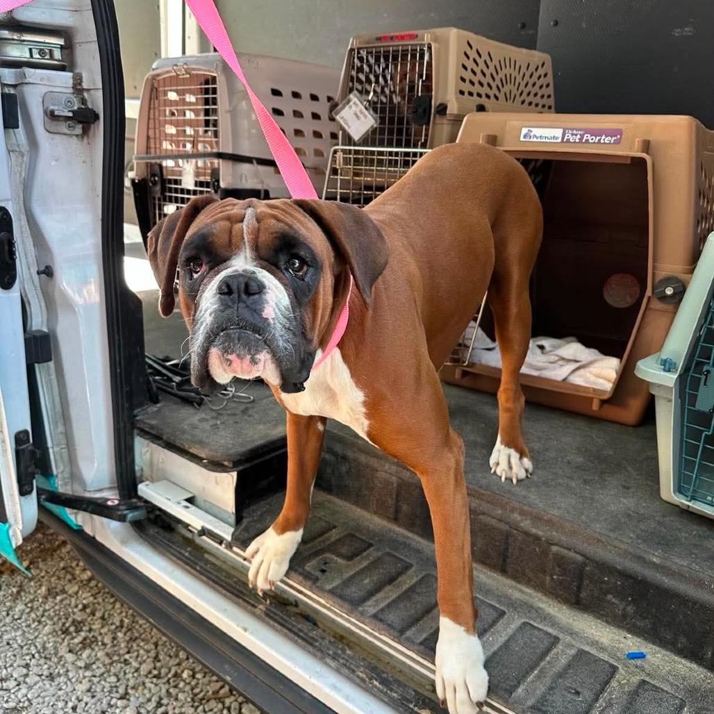 Betty Davis, a Adoptable Boxer in St. Charles, IL image 6/6