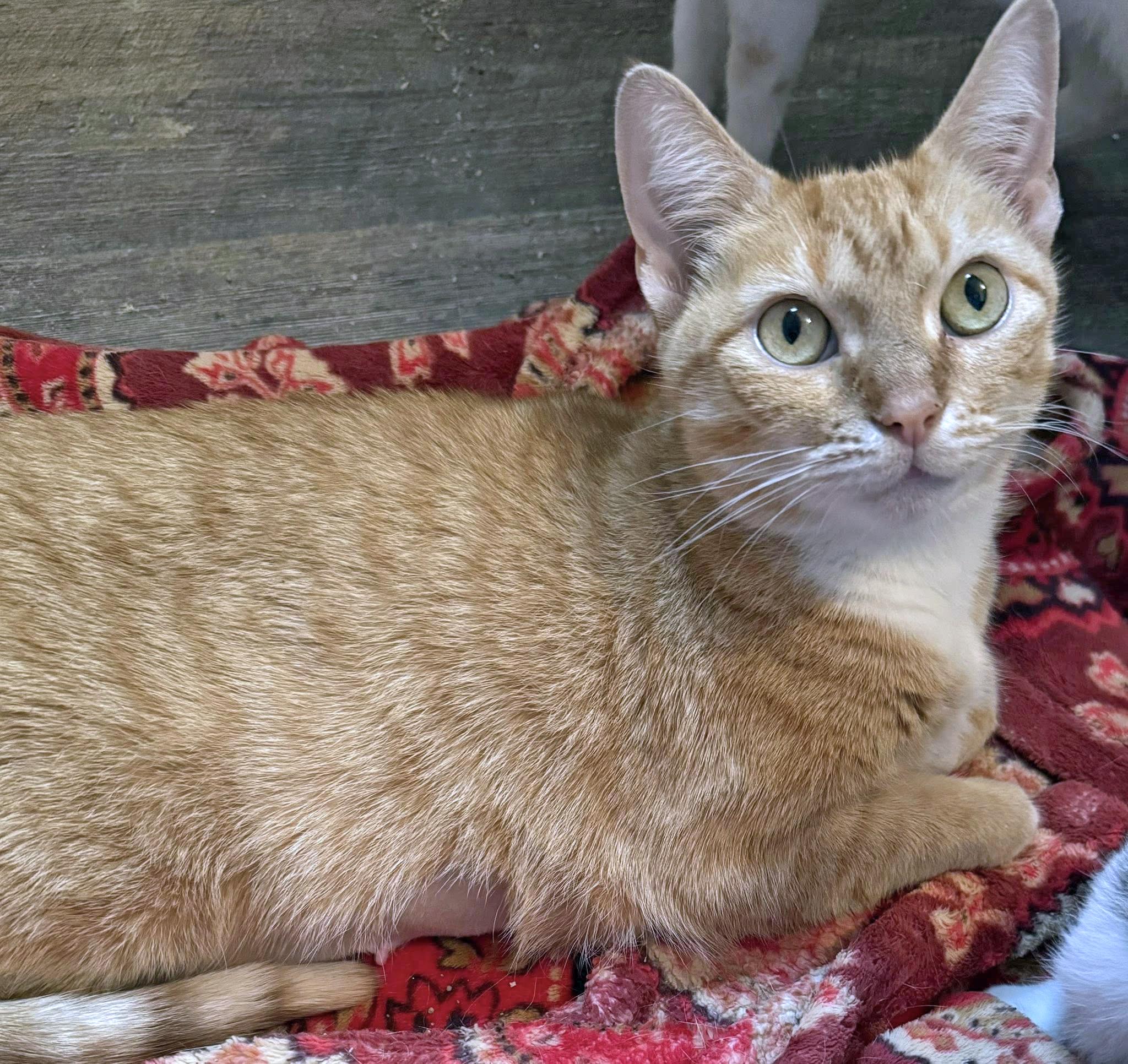 Enlarge Cinnamon, a ADOPTABLE Domestic Short Hair in Morgantown, WV image 1/3