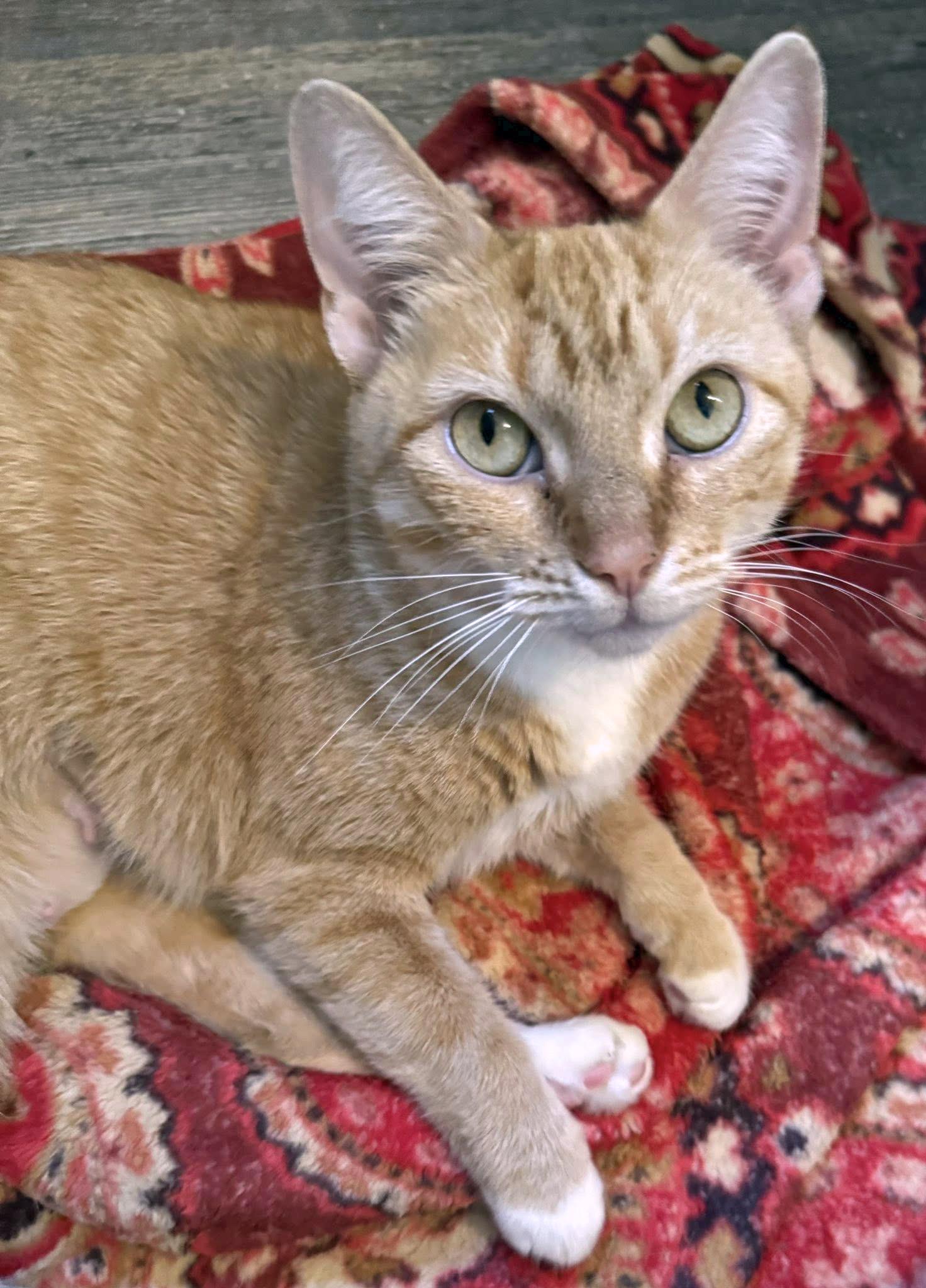 Enlarge Cinnamon, a ADOPTABLE Domestic Short Hair in Morgantown, WV image 2/3
