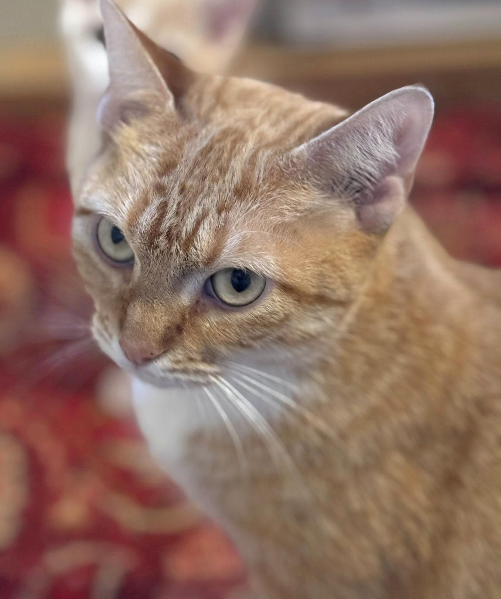 Enlarge Cinnamon, a ADOPTABLE Domestic Short Hair in Morgantown, WV image 3/3