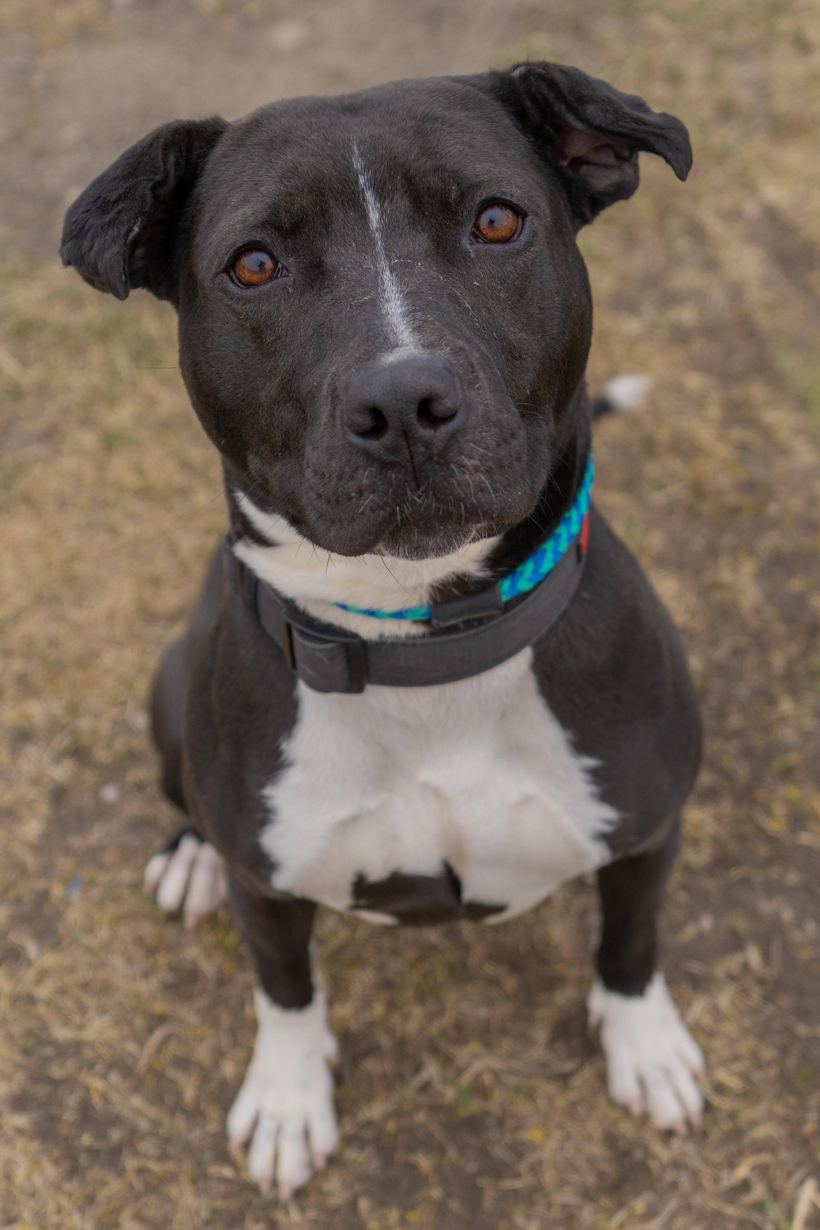 Zara, a ADOPTABLE mixed breed in Rapid City, SD image 3/5
