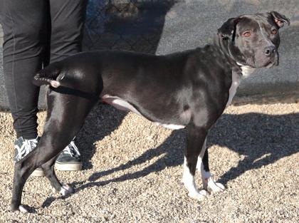 Zara, a ADOPTABLE mixed breed in Rapid City, SD image 4/5