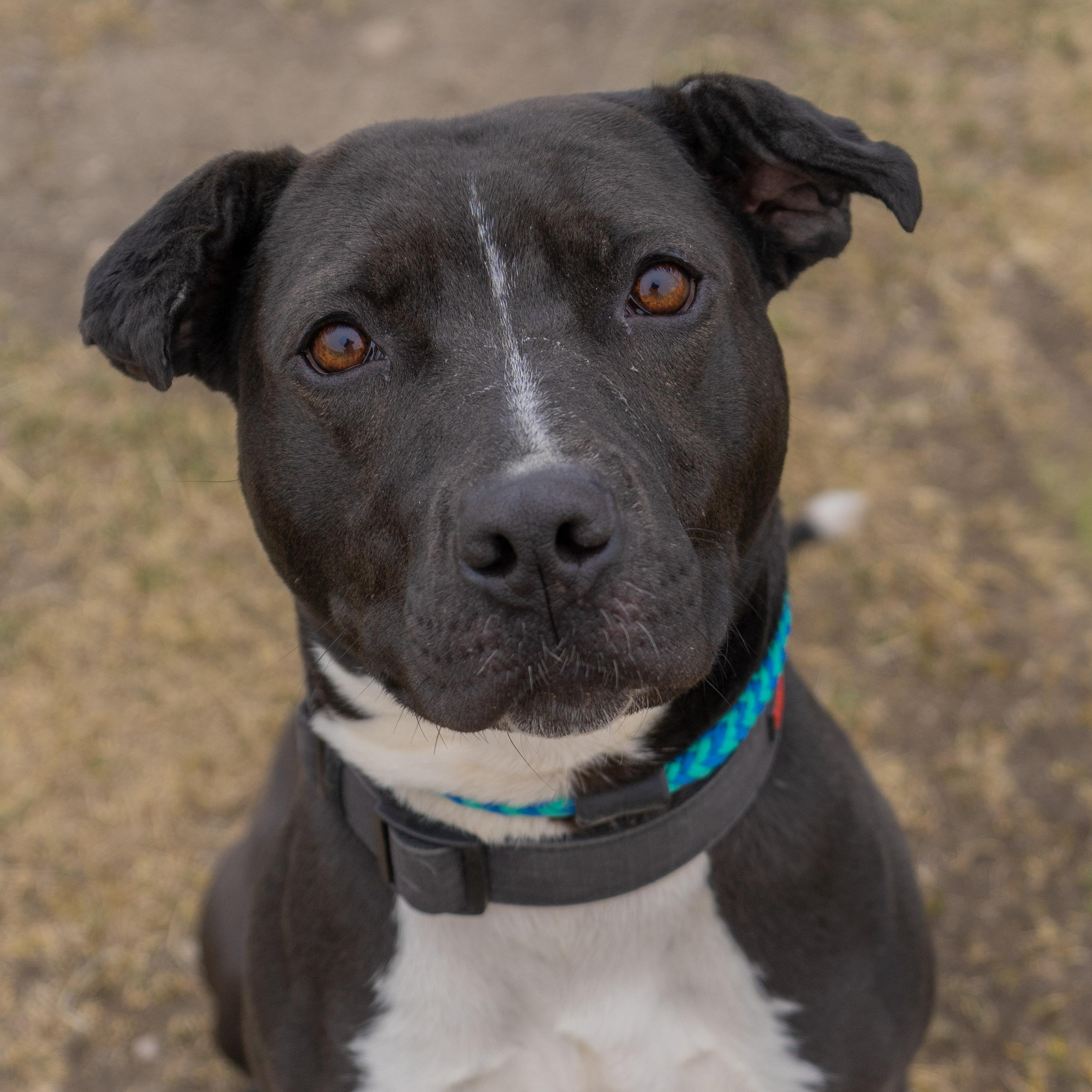 Zara, a ADOPTABLE mixed breed in Rapid City, SD image 1/5