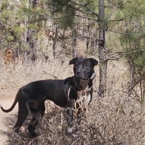 Zara, a ADOPTABLE mixed breed in Rapid City, SD image 5/5
