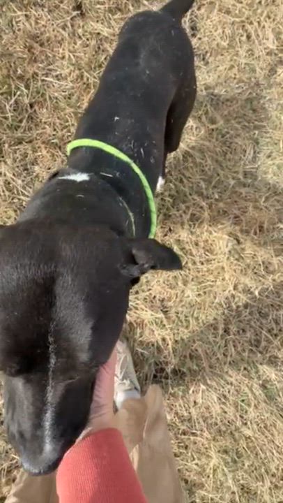 Enlarge Zara, a ADOPTABLE mixed breed in Rapid City, SD video 2/5
