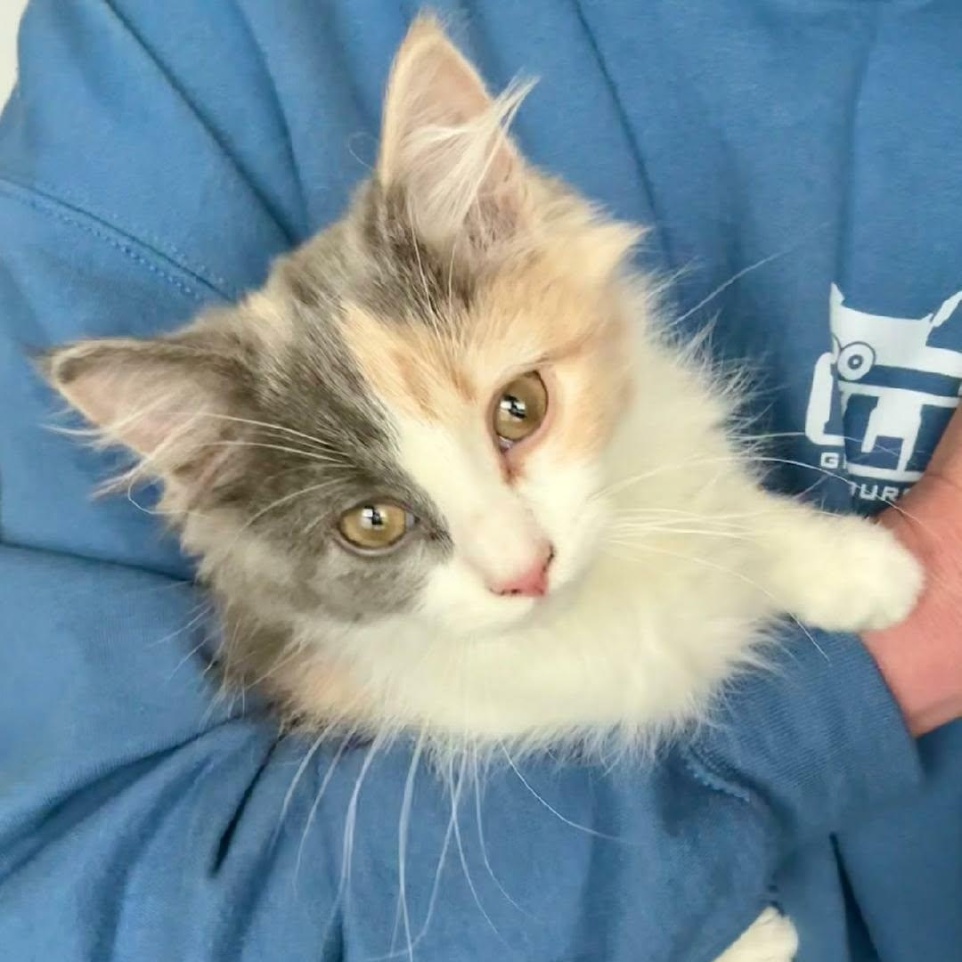 Marshmallow Fluff, adopted, Kitten Female Domestic Long Hair.