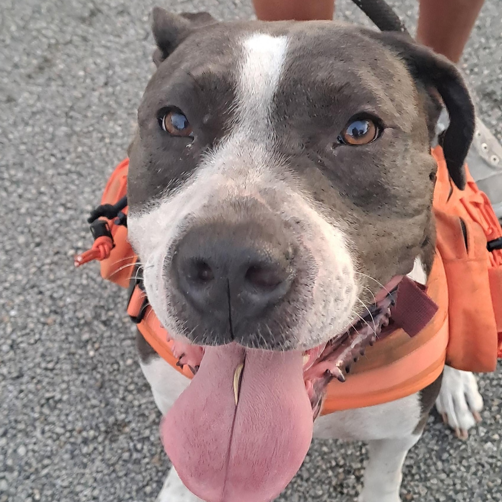 Nova, Adoptable, Adult Female American Staffordshire Terrier.