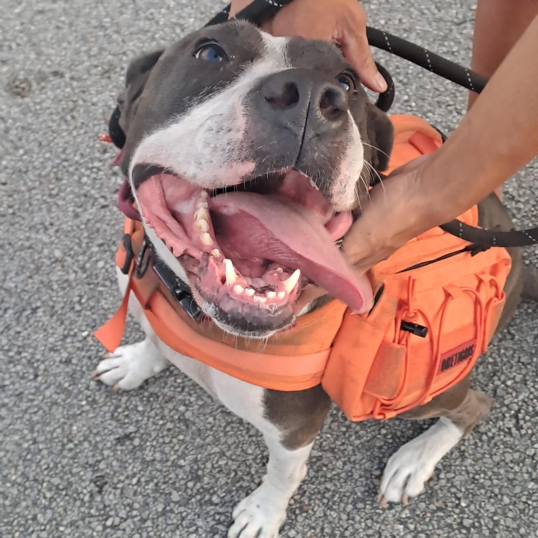 Nova, a Adoptable American Staffordshire Terrier in Miami, FL image 2/3