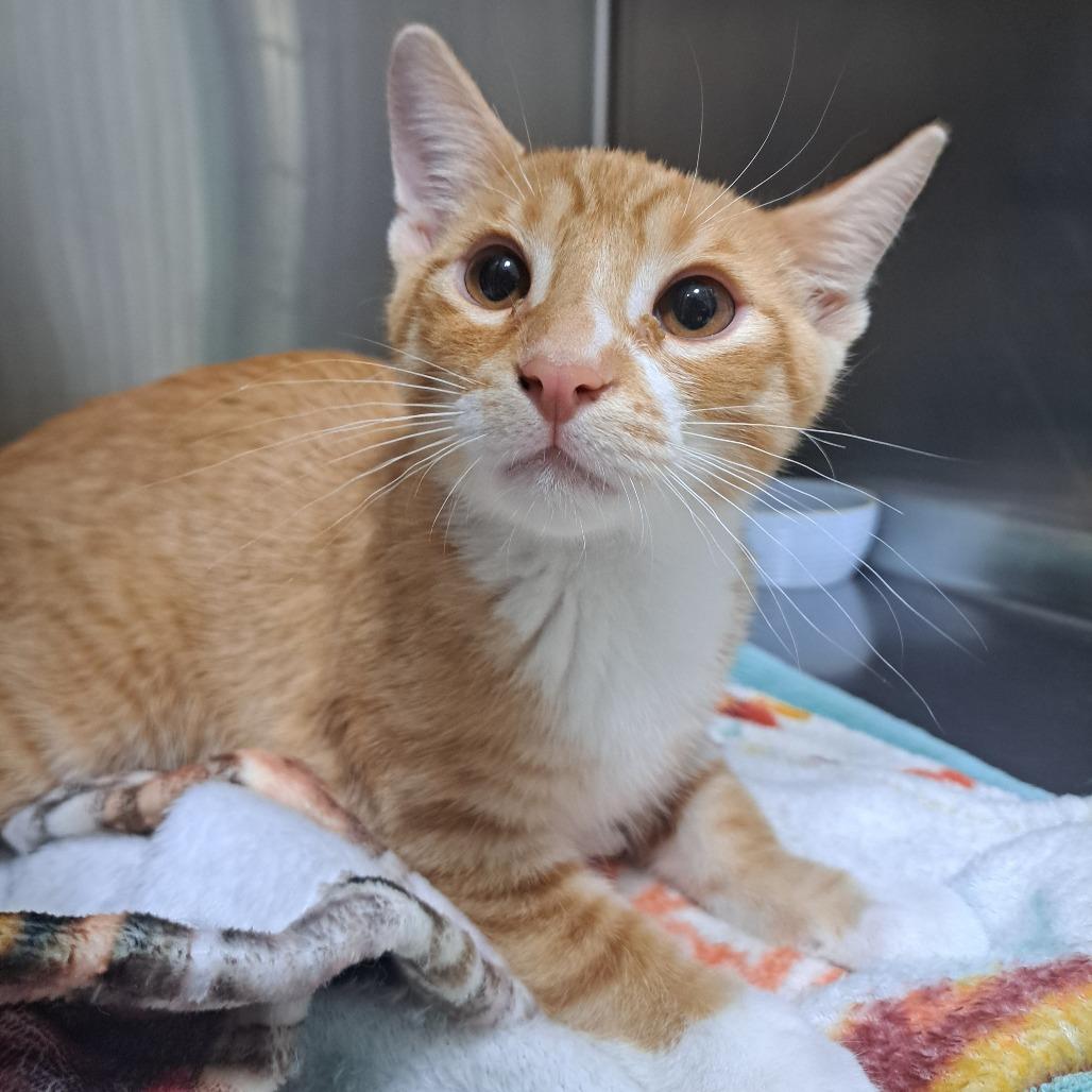 Enlarge Aidan, a Adoptable Domestic Short Hair in Pensacola, FL image 1/2
